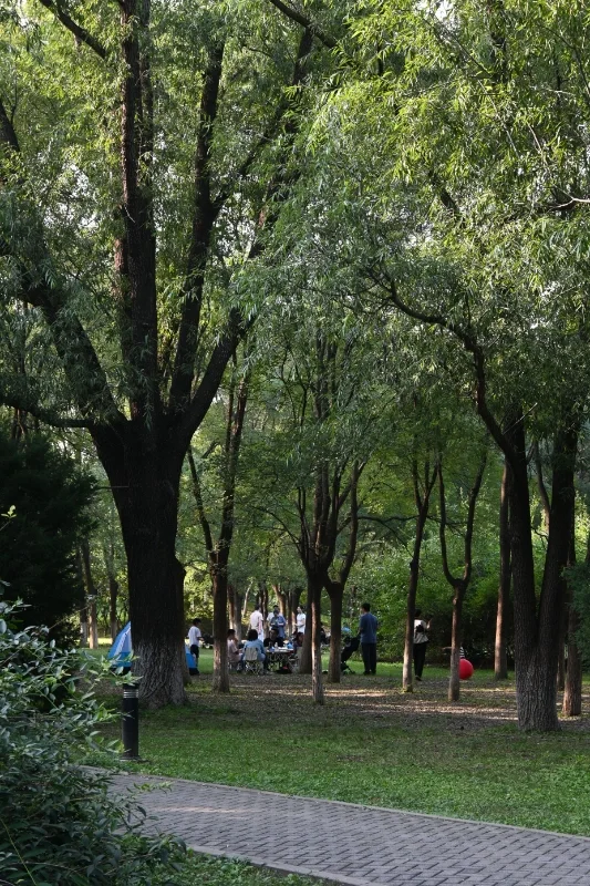 🌲奥森的宁静午后