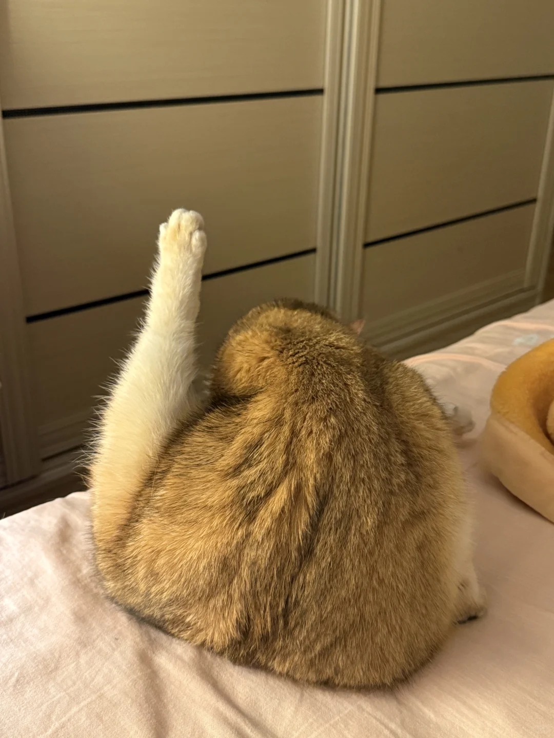 极品玉足