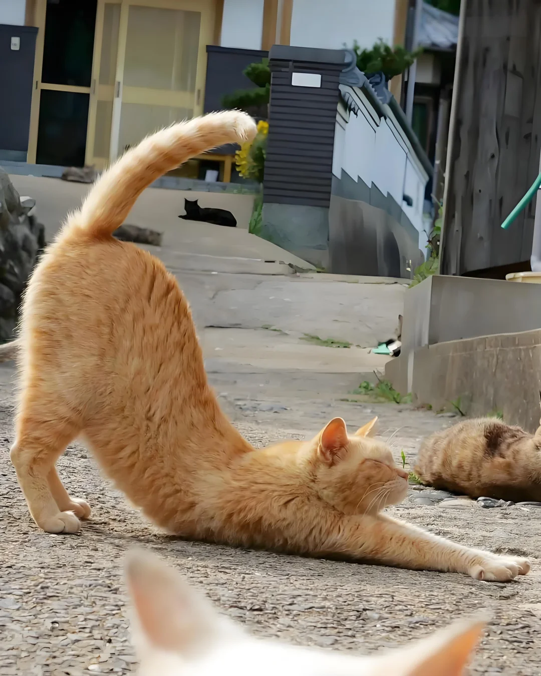 大猫伸展式
