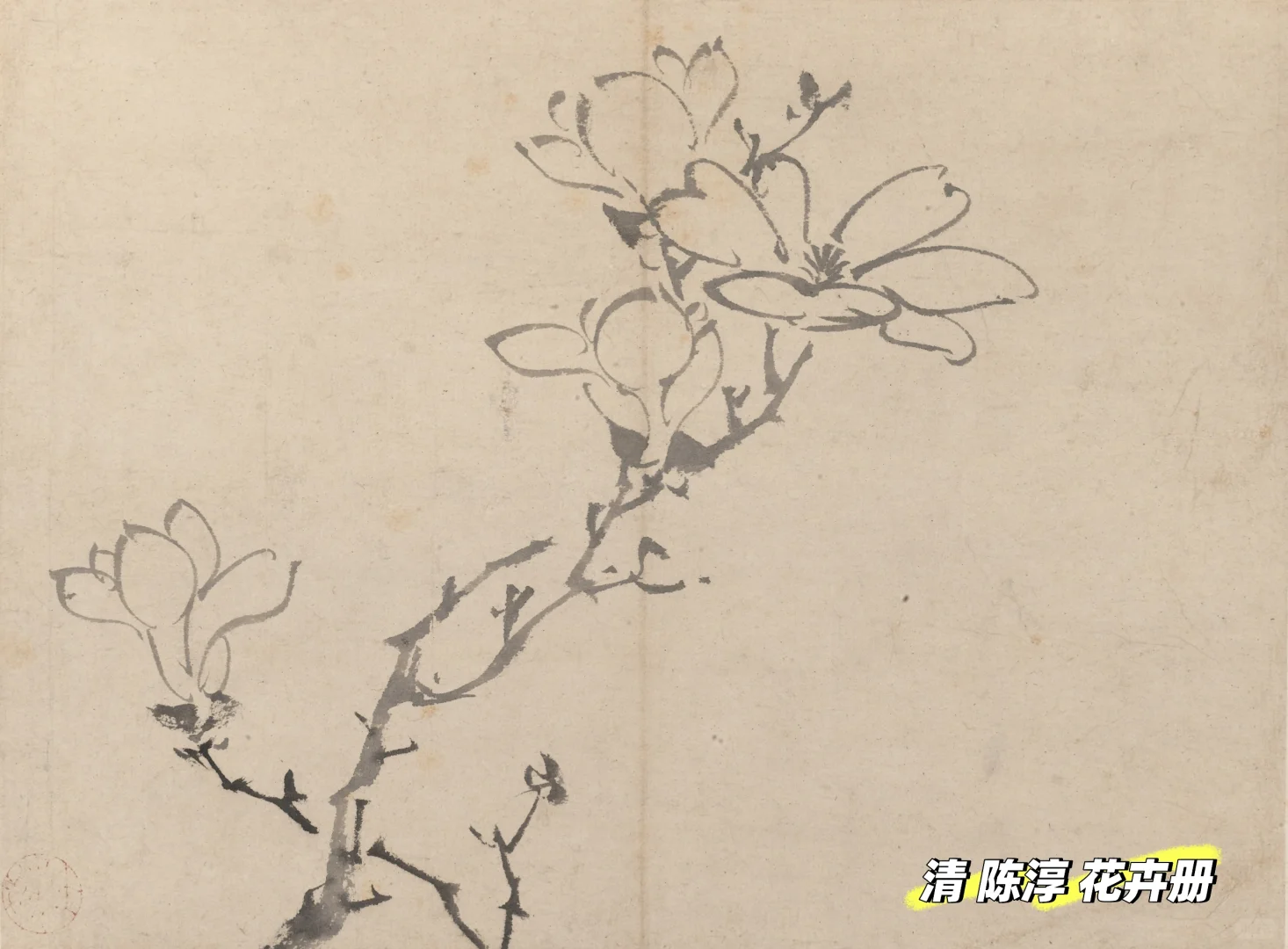 唐朝的玉兰,你可曾见过