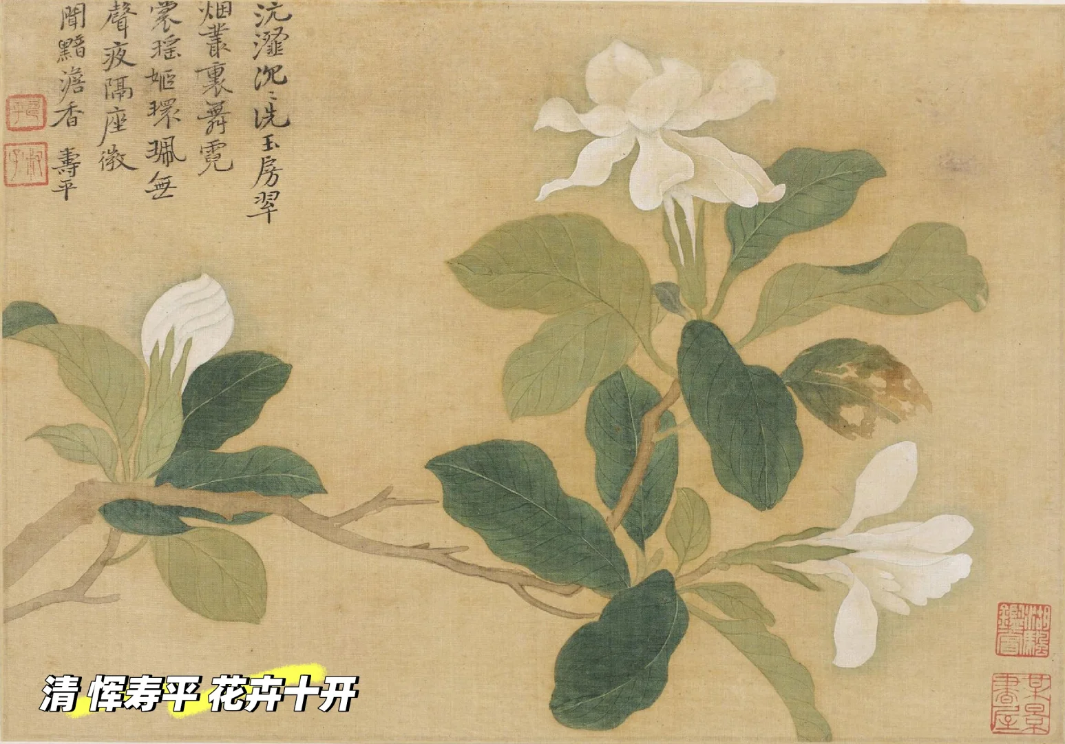 唐朝的玉兰,你可曾见过