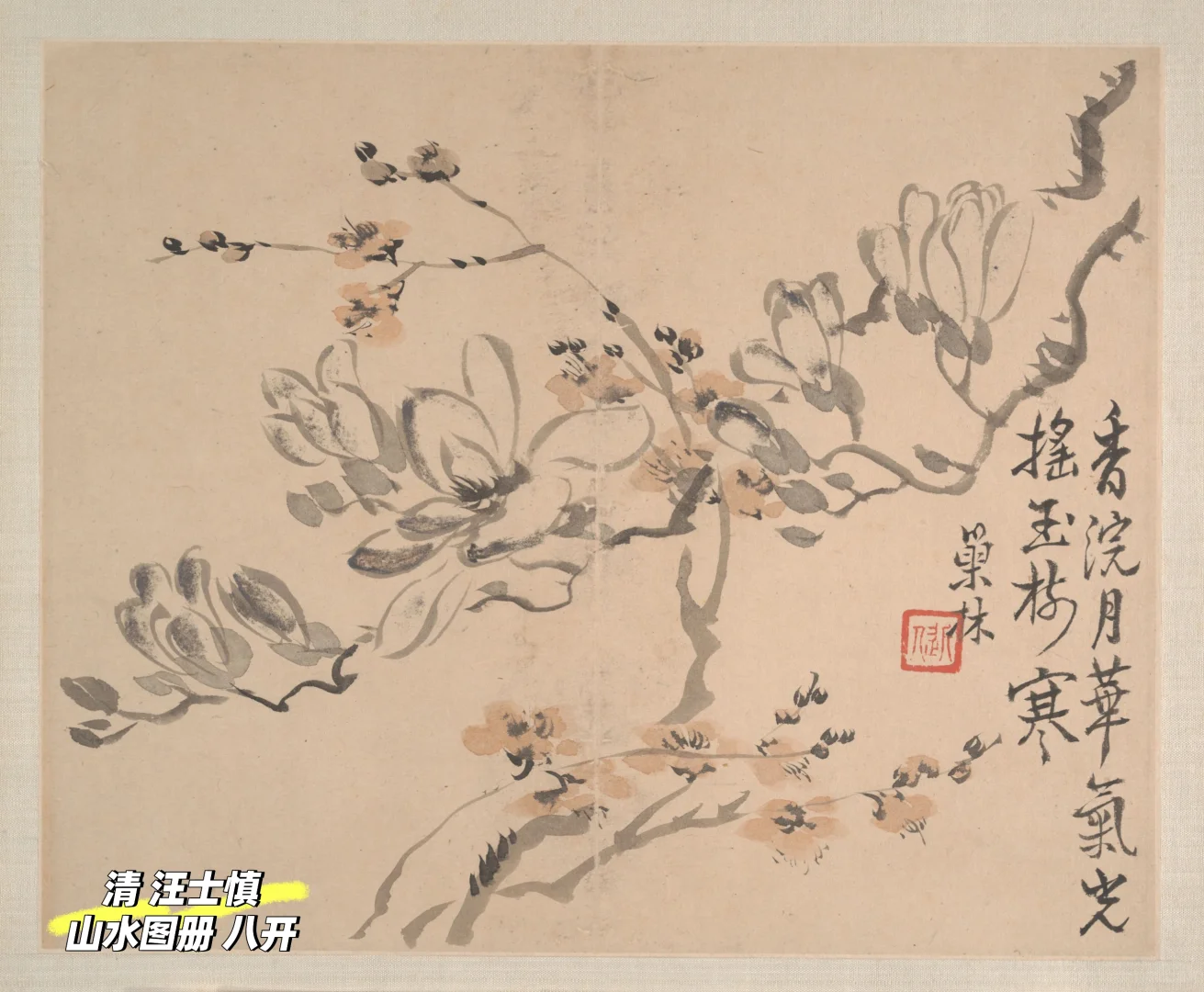 唐朝的玉兰,你可曾见过