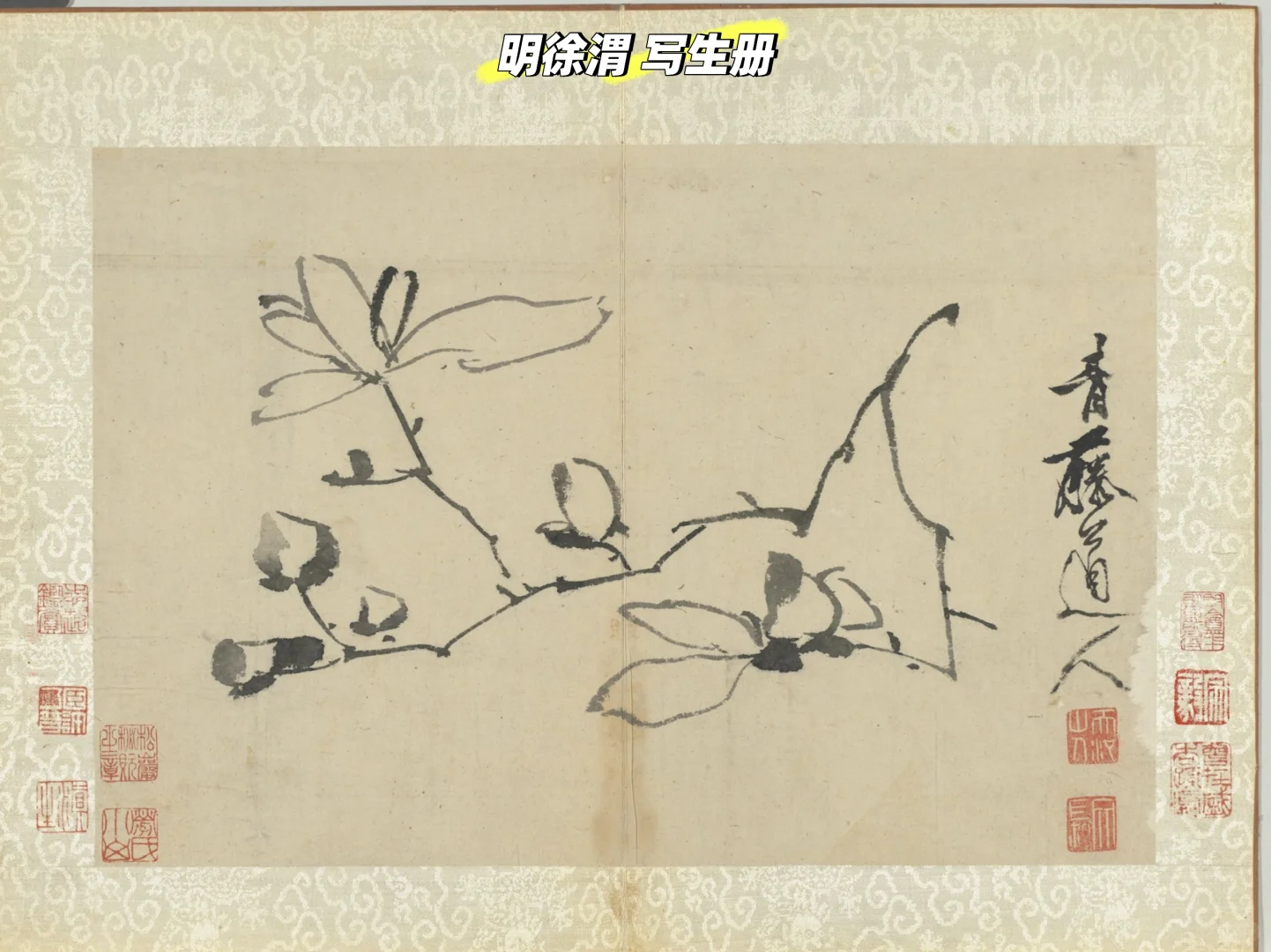 唐朝的玉兰,你可曾见过