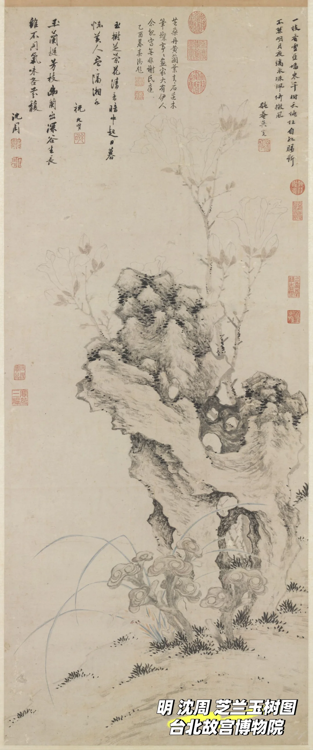 唐朝的玉兰,你可曾见过