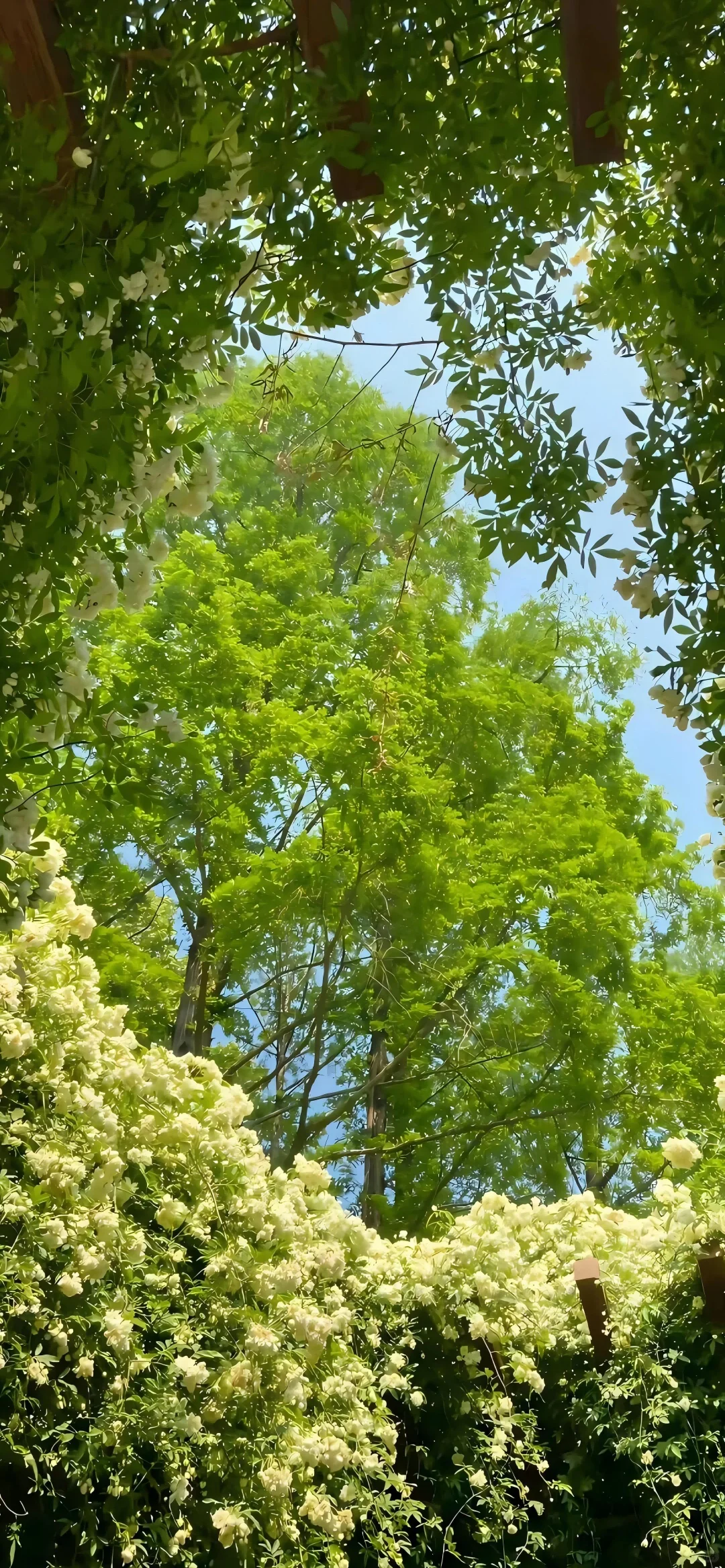绿意盎然，清新自然︱高清手机壁纸