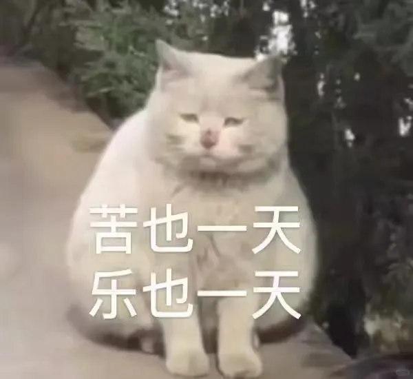 人！ 进来看喵