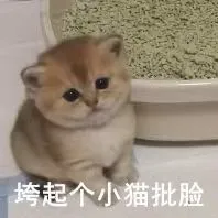 人！ 进来看喵