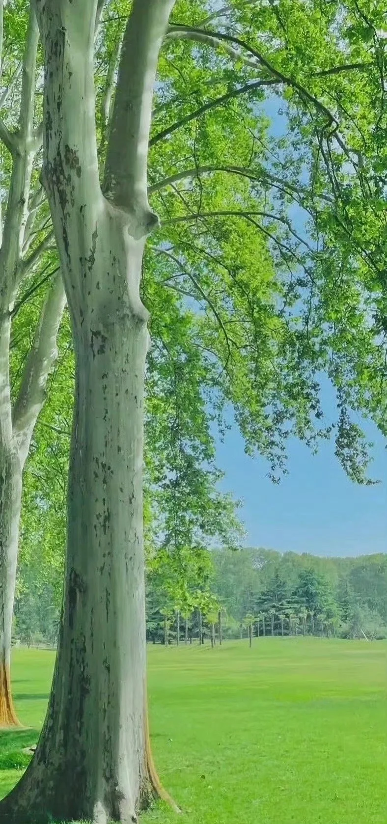治愈系壁纸 | 绿意盎然的护眼壁纸～