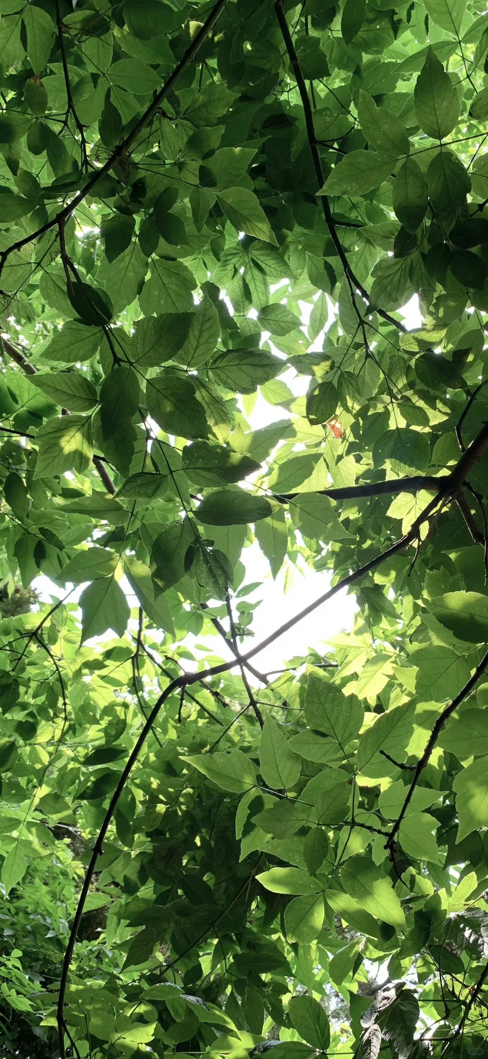 治愈系壁纸 | 绿意盎然的护眼壁纸～