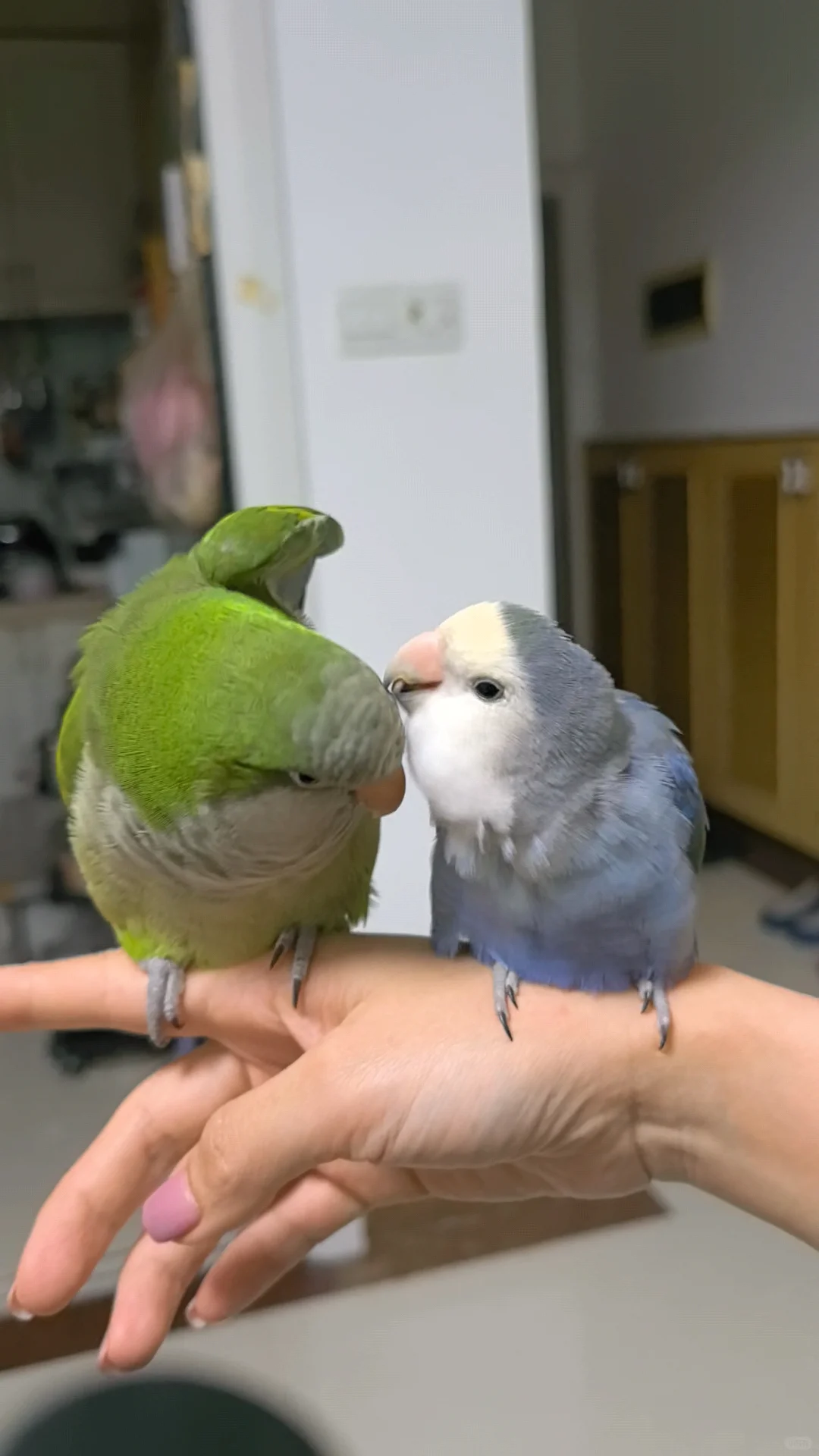 维密绿绿