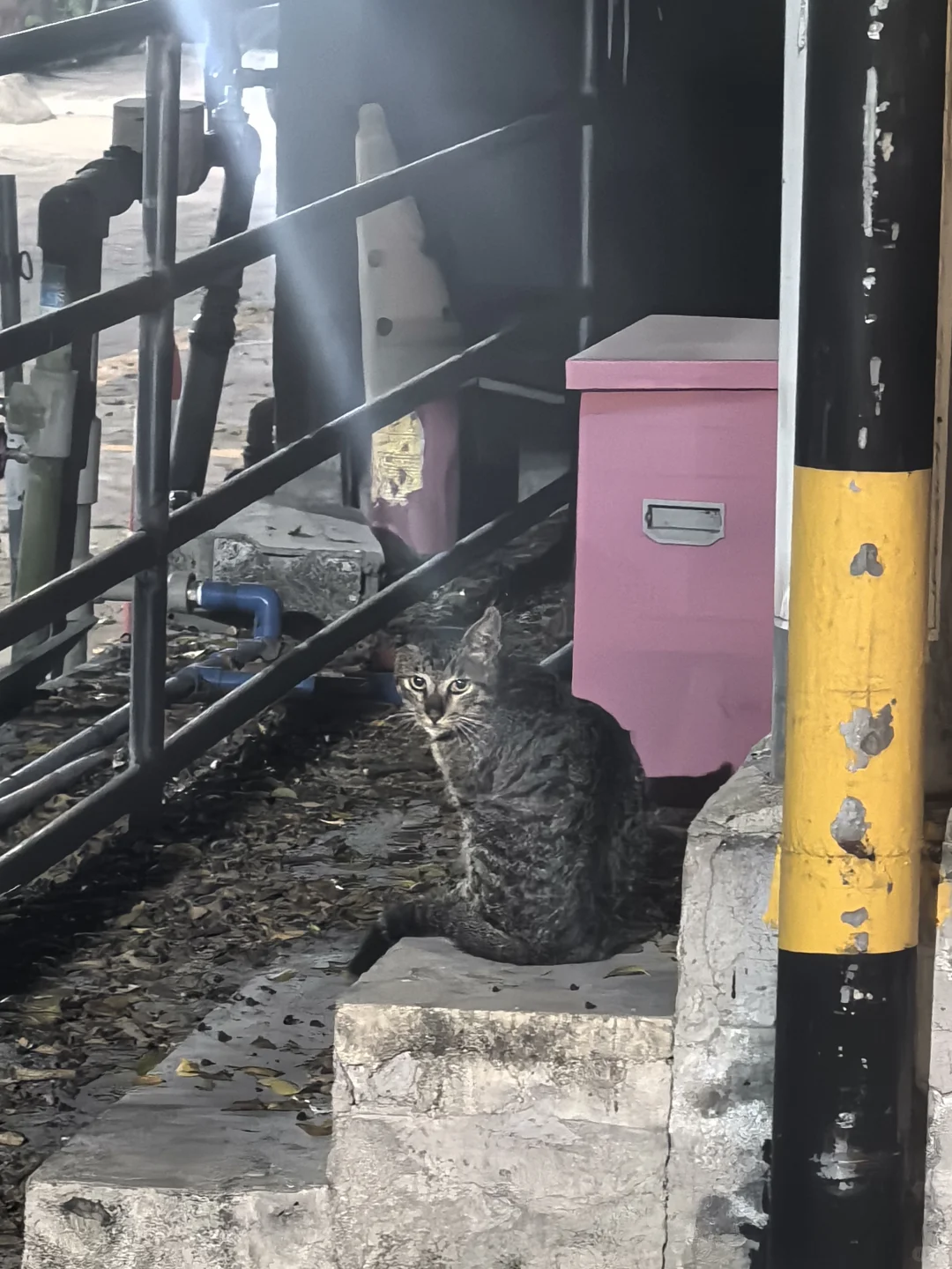 一只耳三脚猫