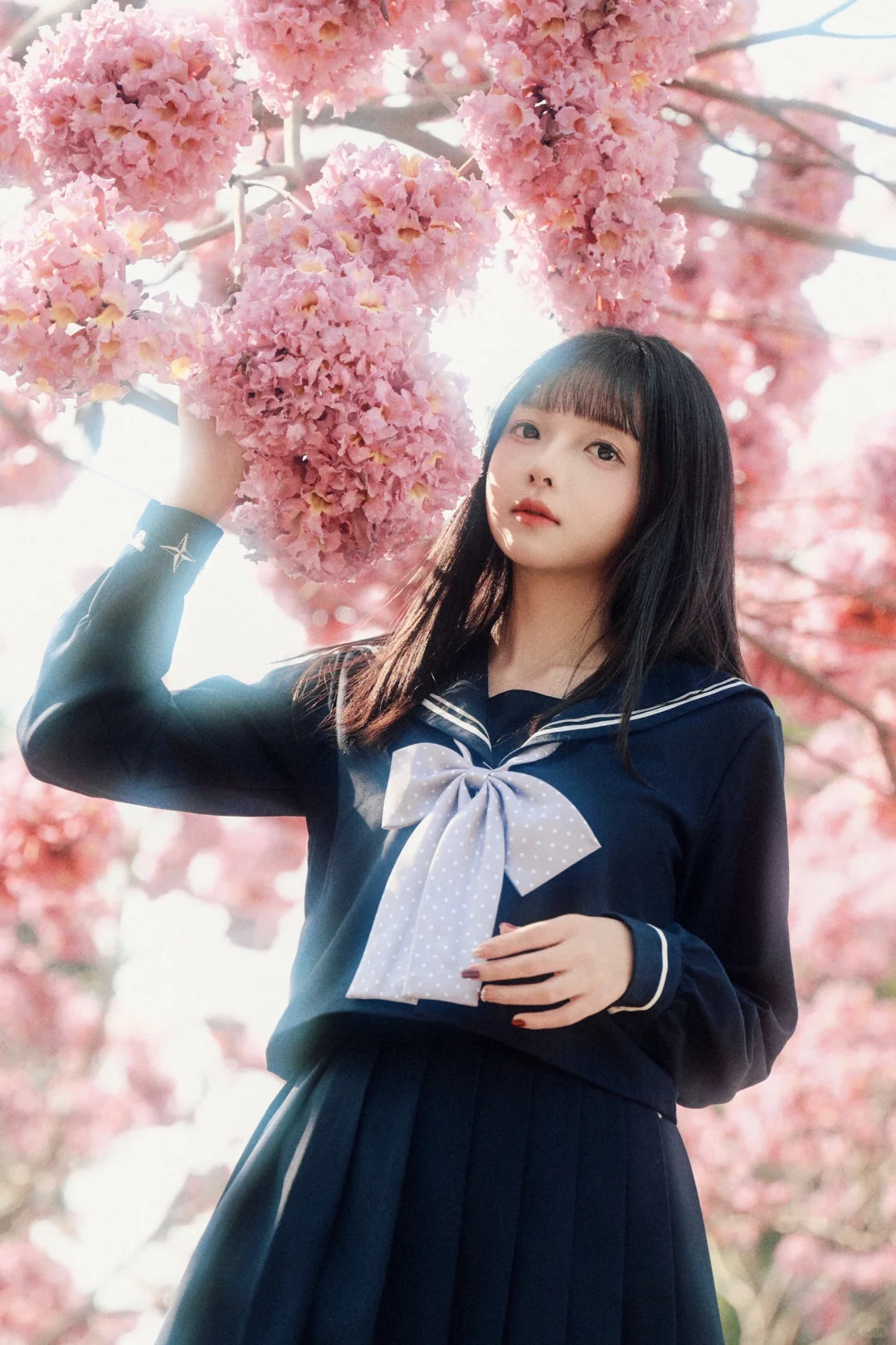 JK️紫花风铃木＝宇宙的终极浪漫