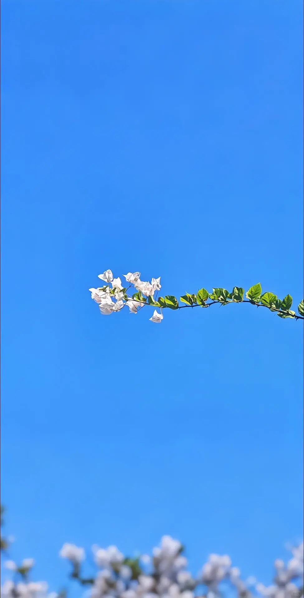 花墙