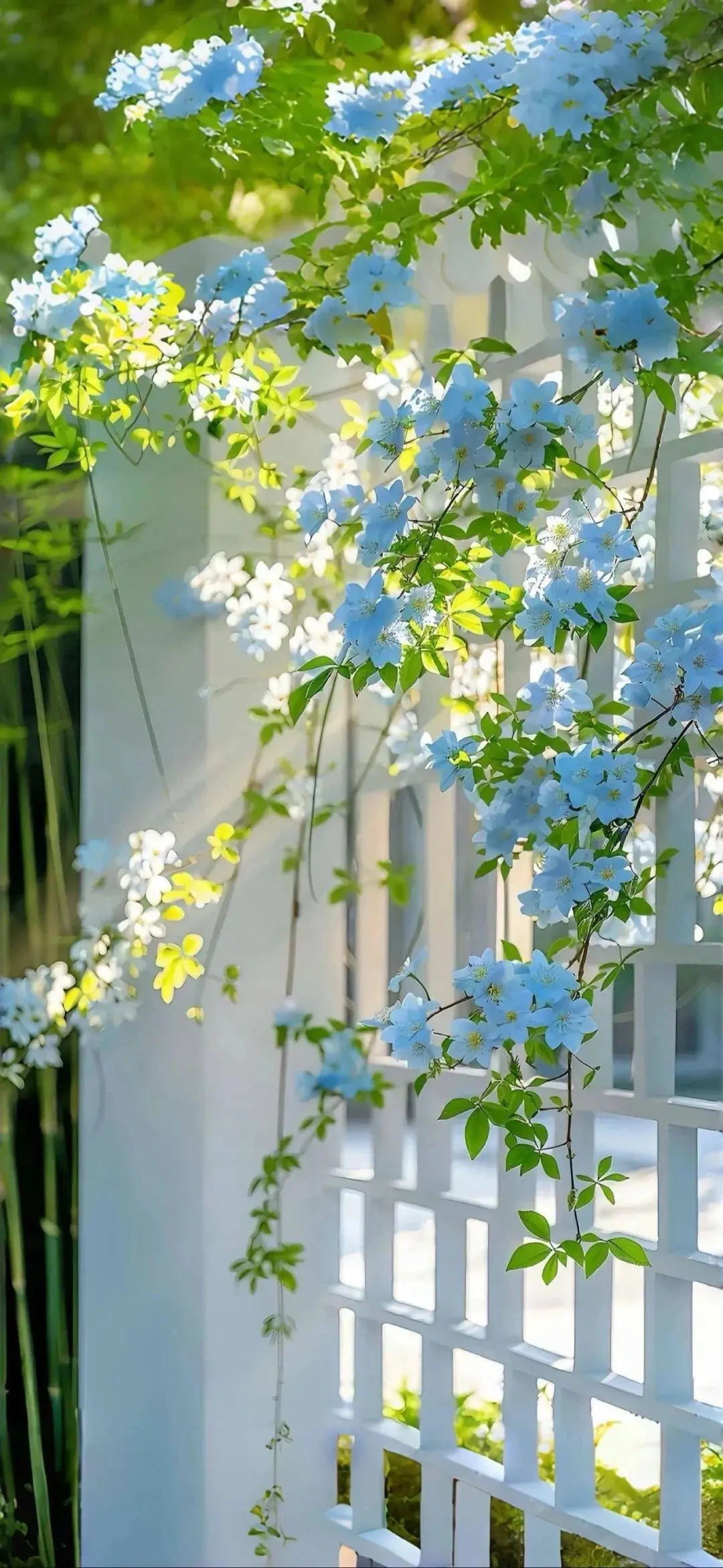 花墙