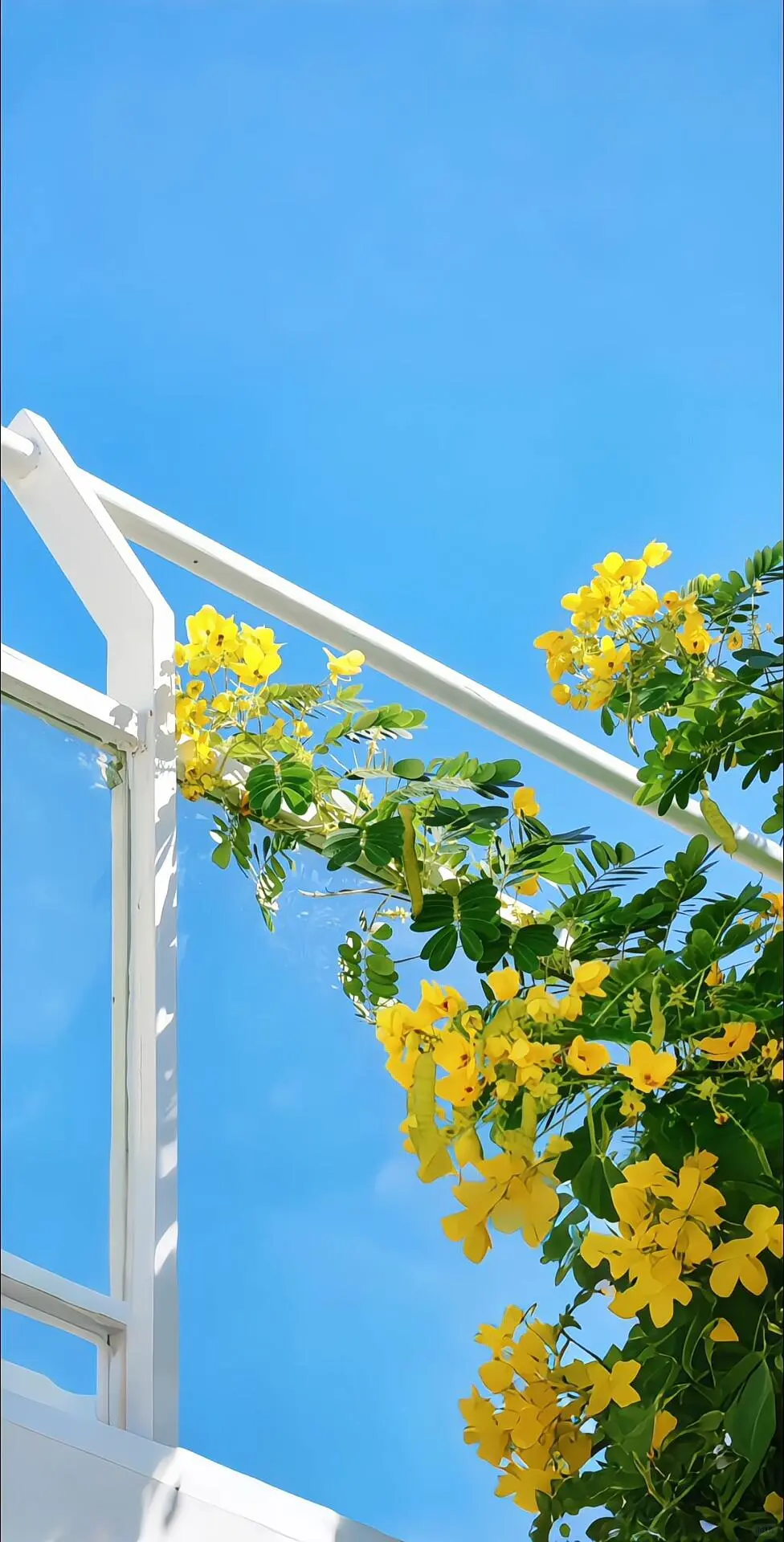 花墙