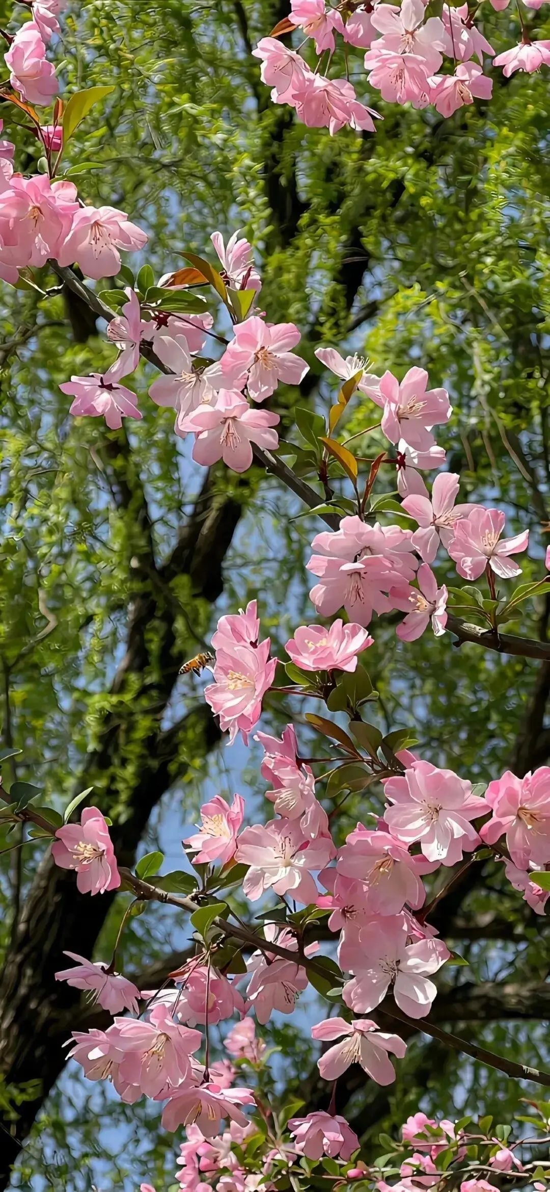 花墙