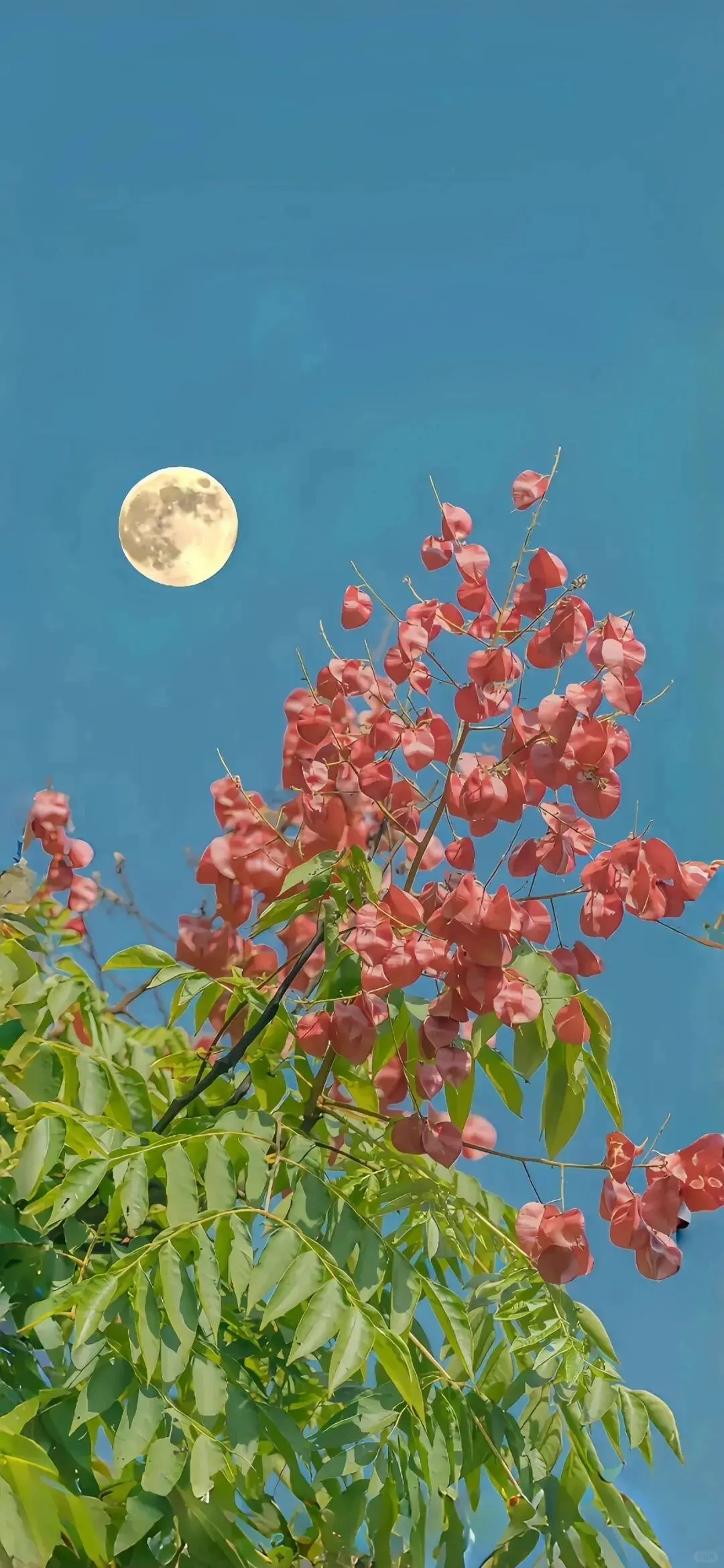 花墙