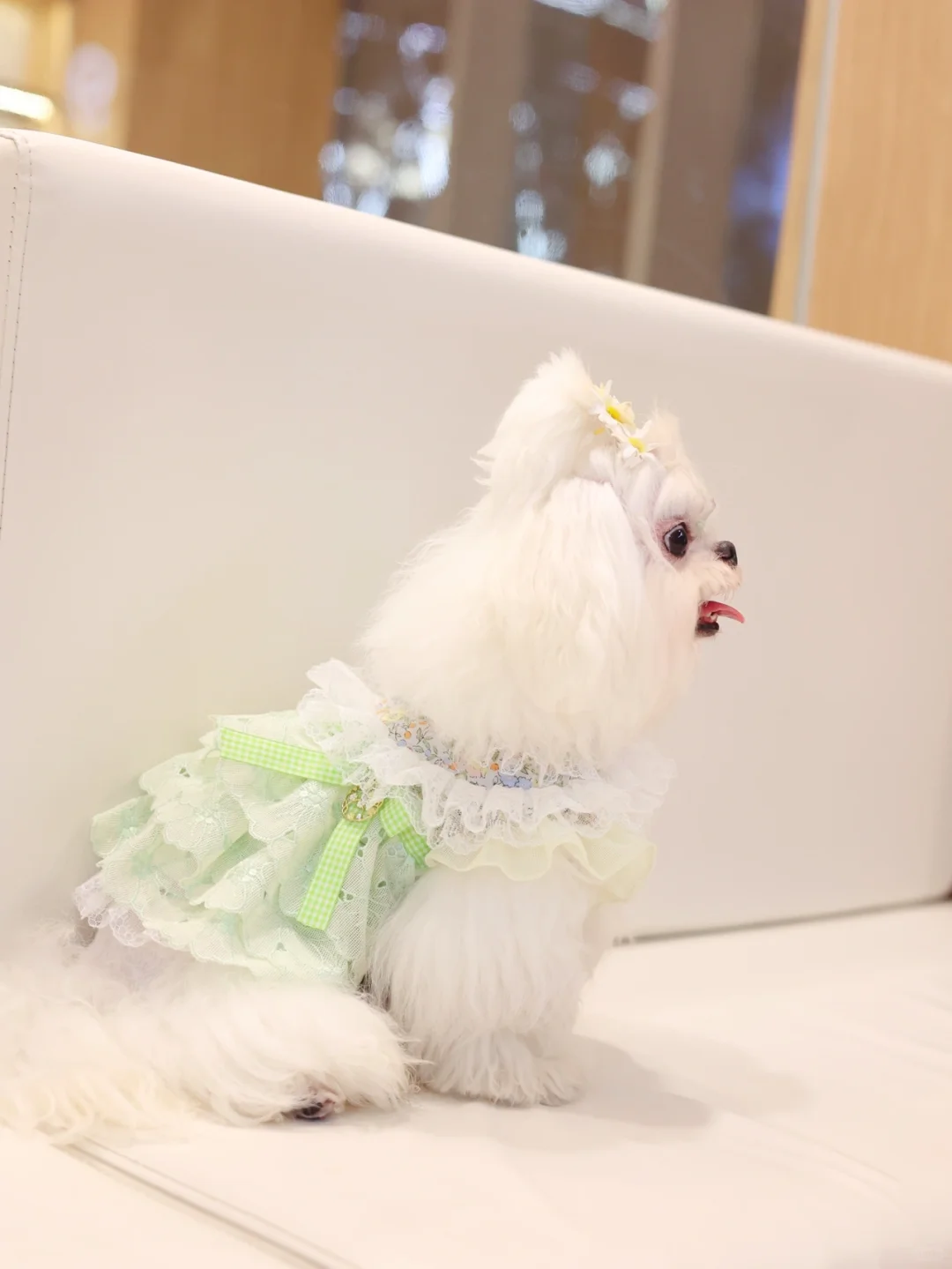 小小贩梦者 荼蘼之森 宠物衣服定制