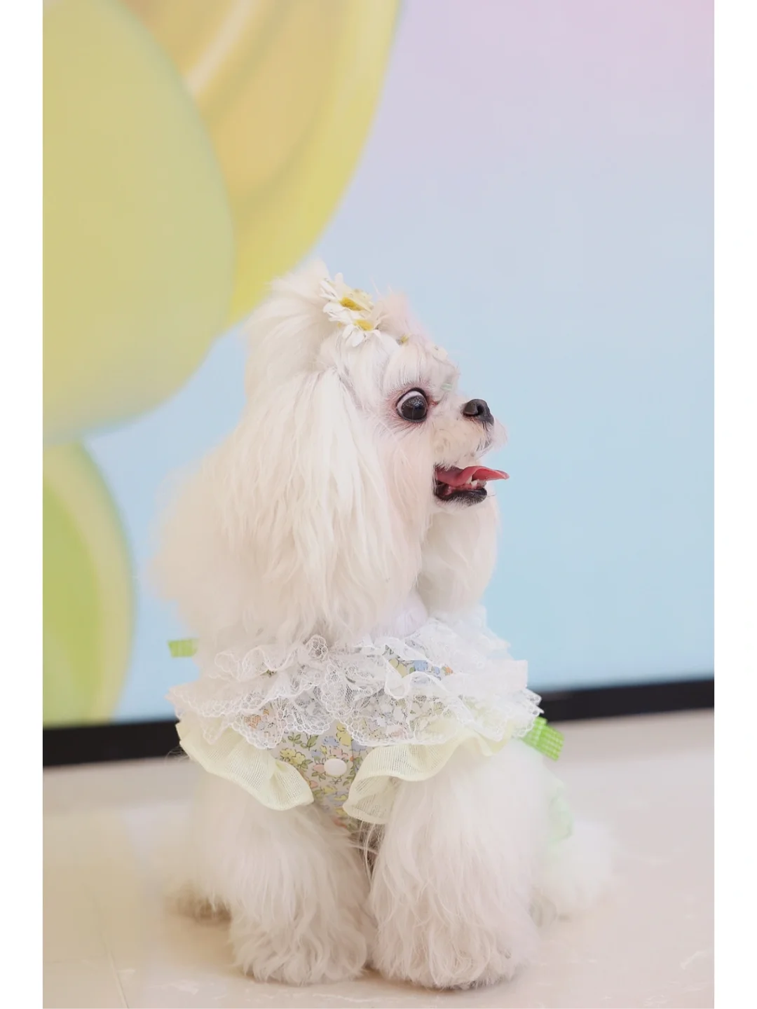 小小贩梦者 荼蘼之森 宠物衣服定制