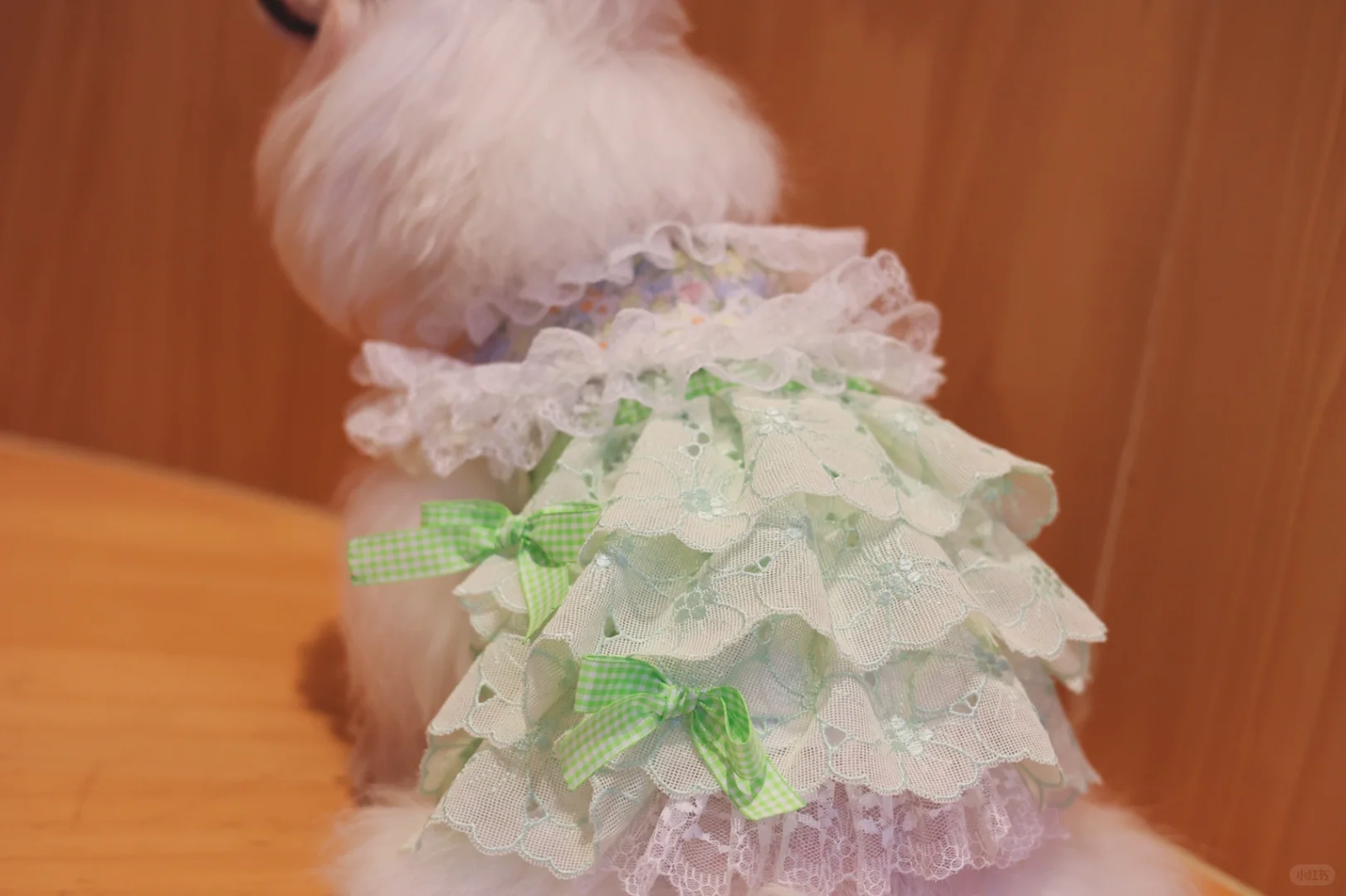小小贩梦者 荼蘼之森 宠物衣服定制