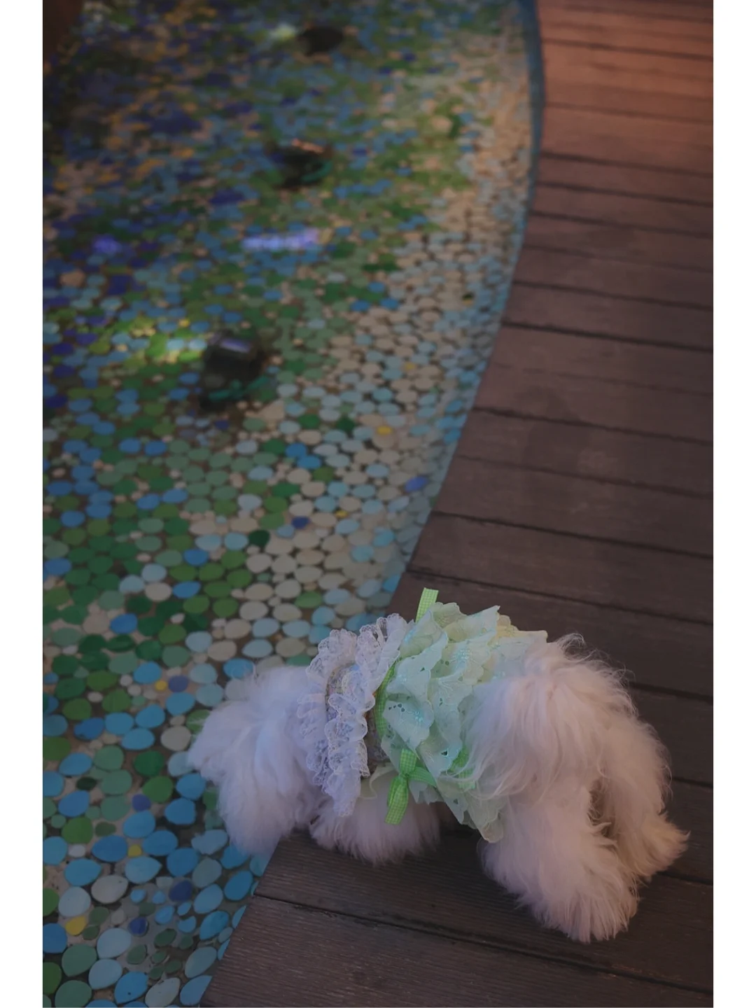 小小贩梦者 荼蘼之森 宠物衣服定制