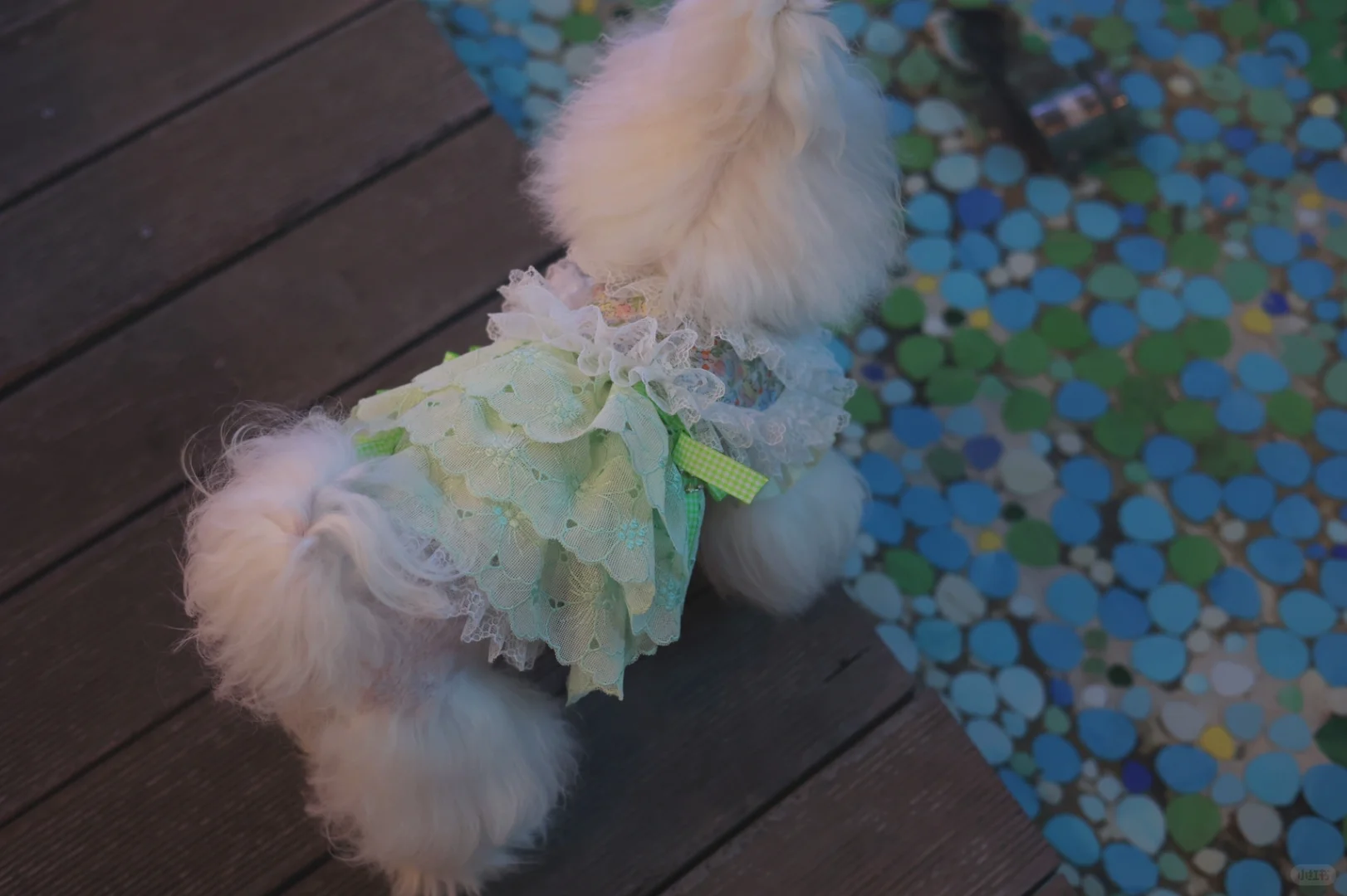 小小贩梦者 荼蘼之森 宠物衣服定制
