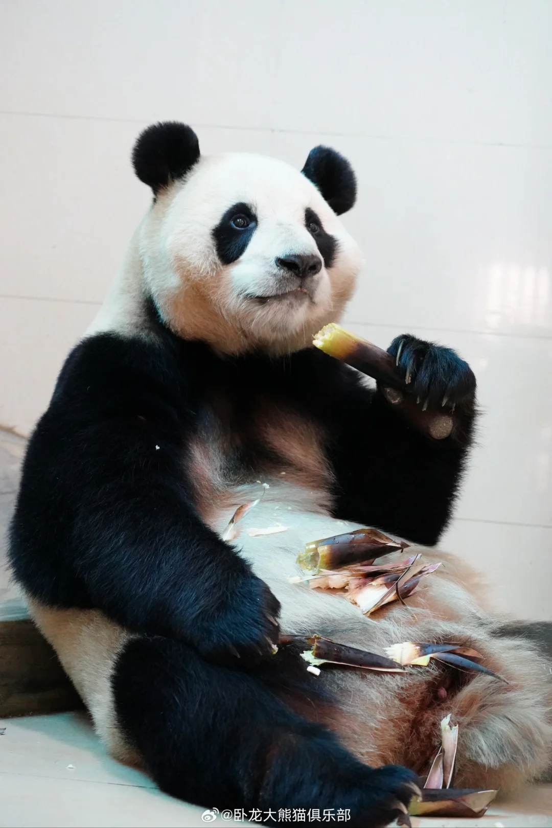 中心私藏的福宝美照,真是太可爱了??