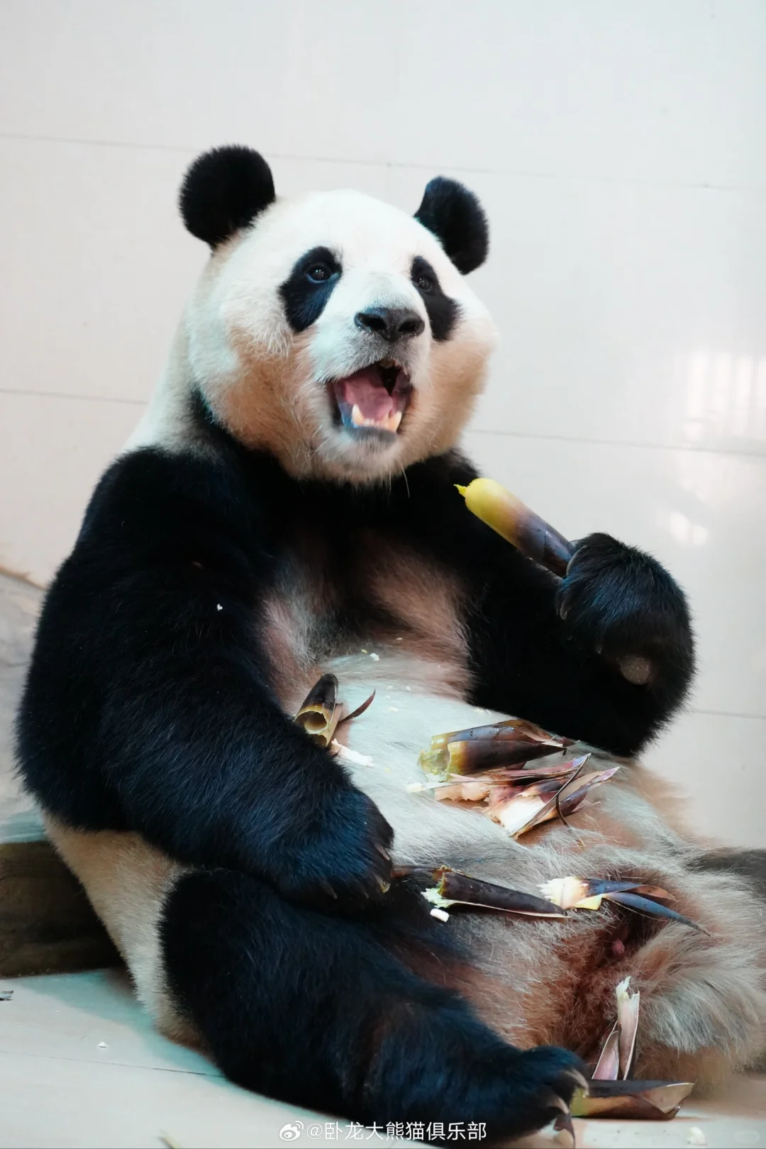 中心私藏的福宝美照,真是太可爱了??