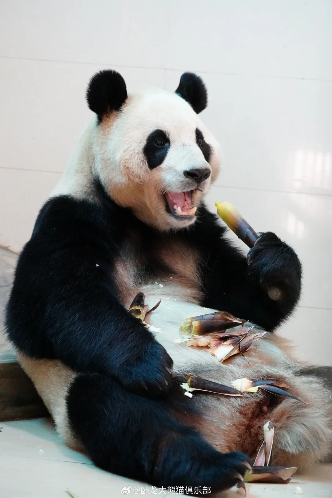 中心私藏的福宝美照,真是太可爱了??