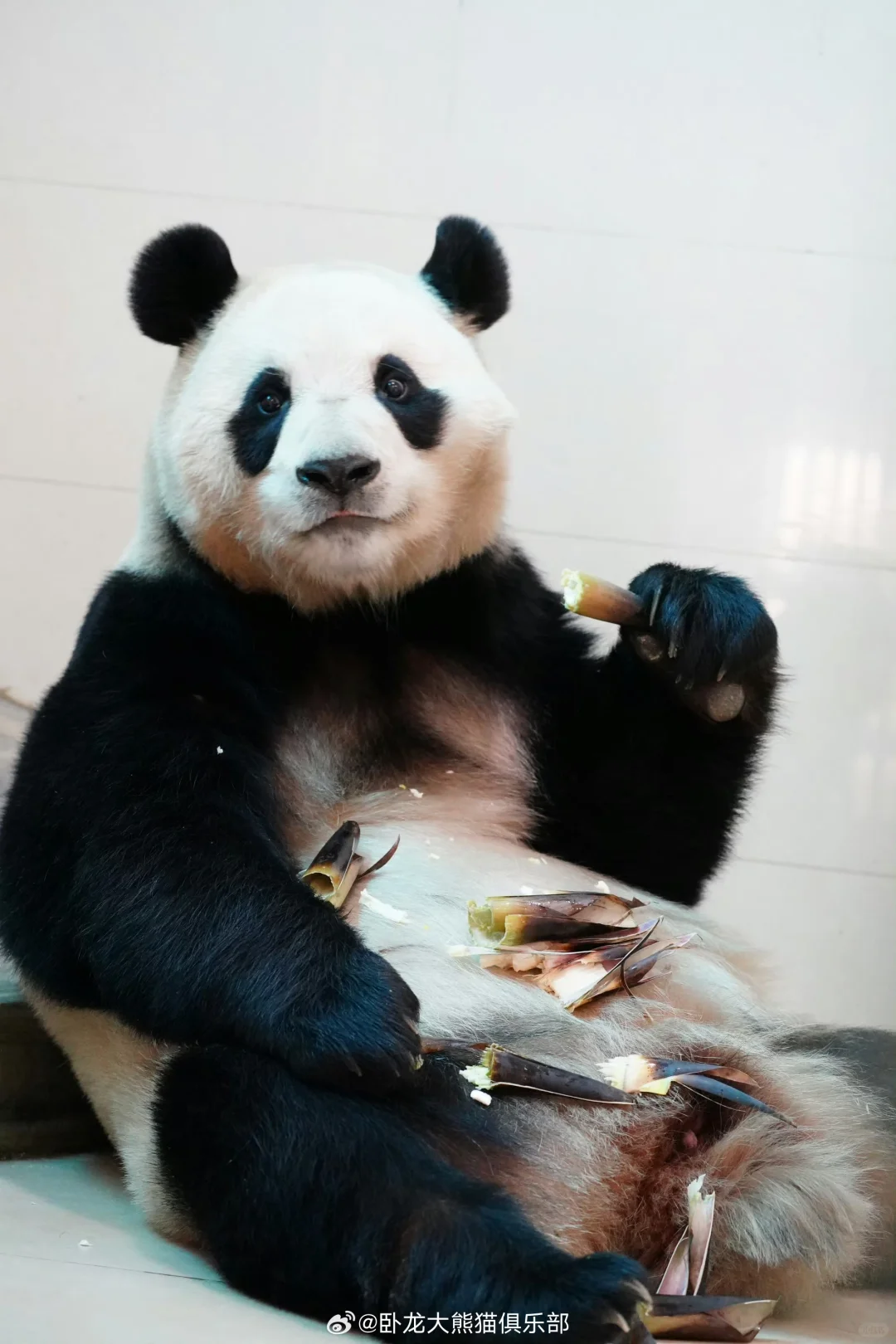 3.28中心私藏猪猪的美照，好可爱?