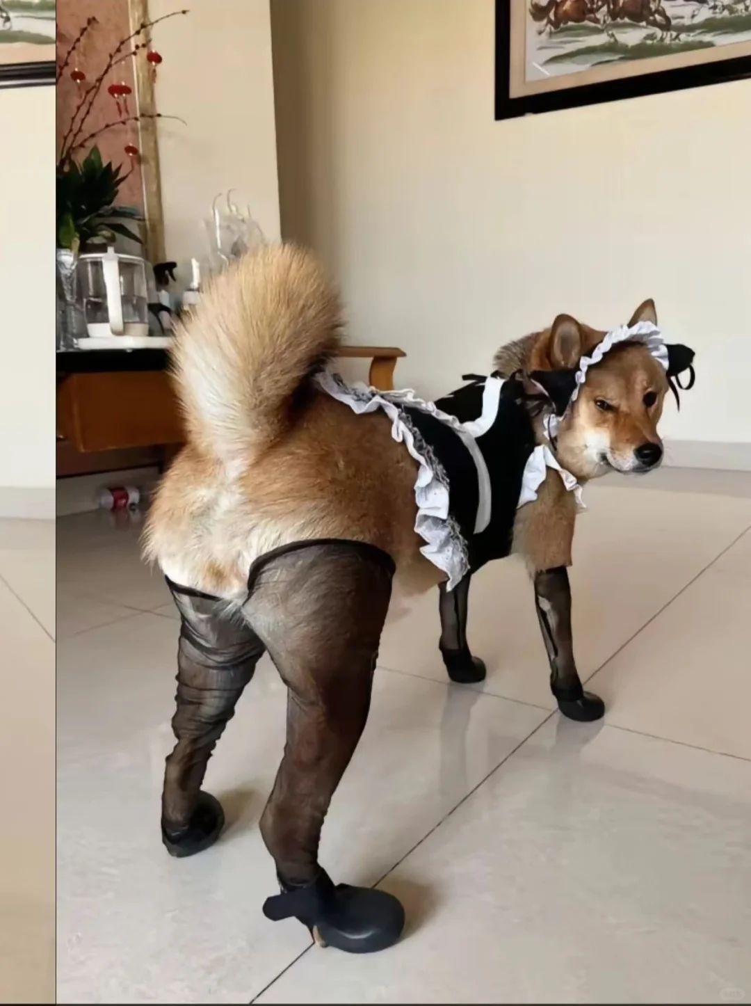 黑丝狗狗