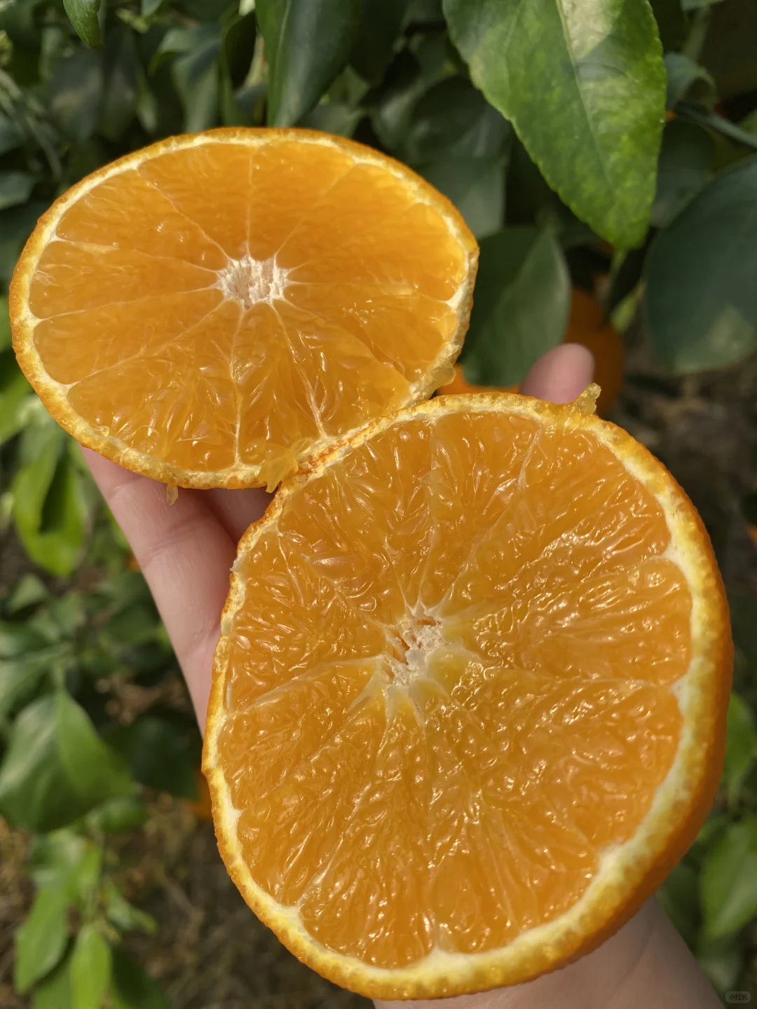 正宗宁波象山红美人！一整箱45元包邮到家！
