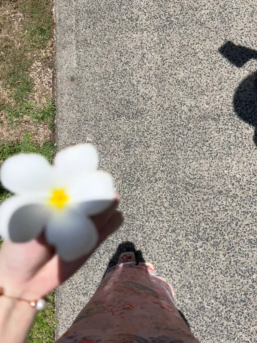 蝴蝶🦋‧₊˚🪸. 🫧° 🌼