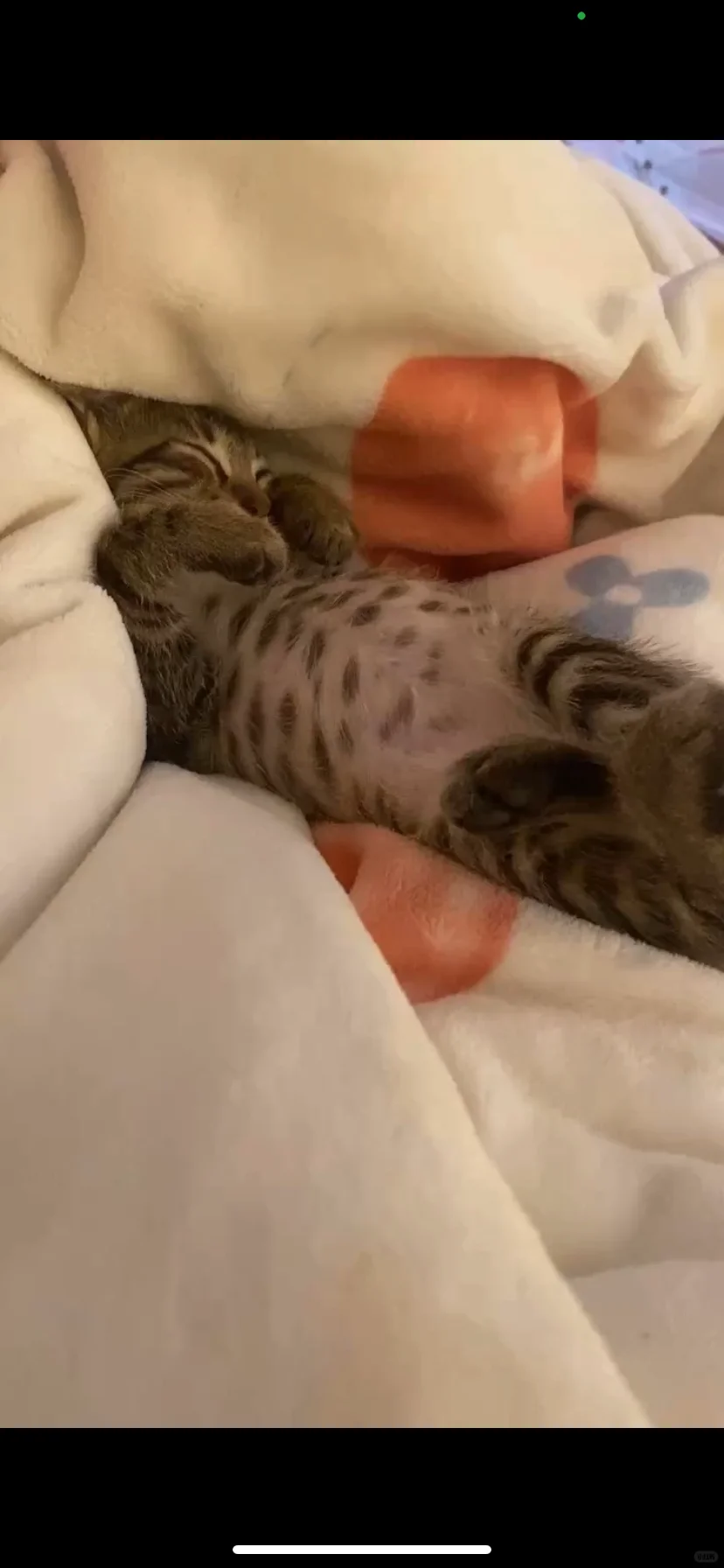女大学生清明可以上门遛狗遛猫咪🐈