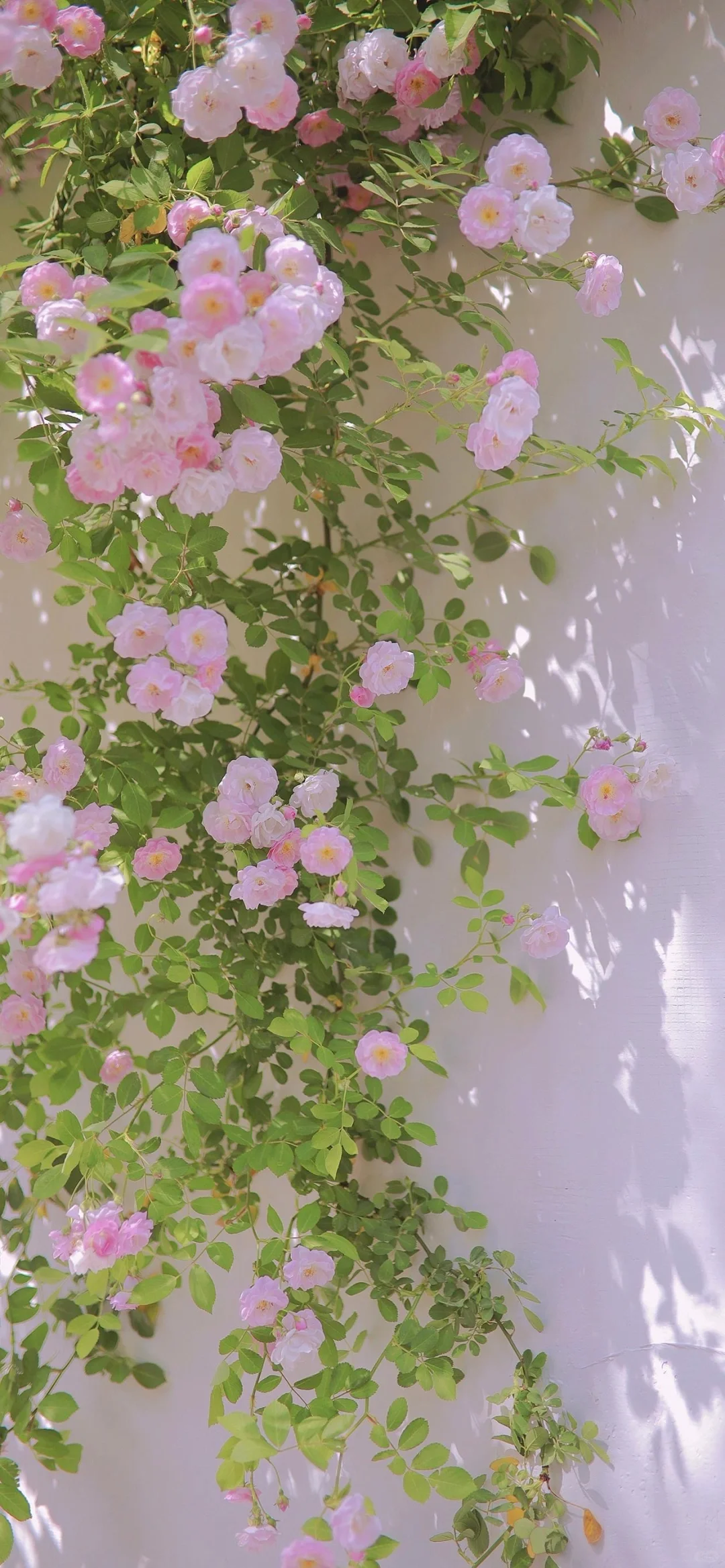 满屏的春天送给你🤲🌸🌿春天的壁纸