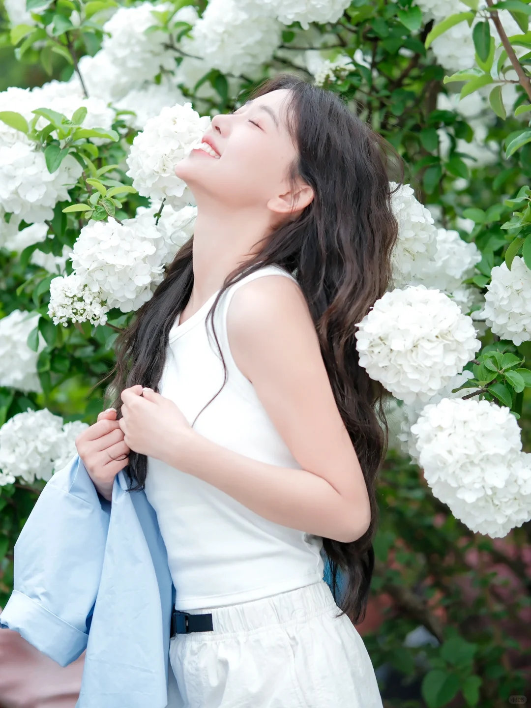 春日来信✉️绣球花拍照真的又素雅又惊艳🍃