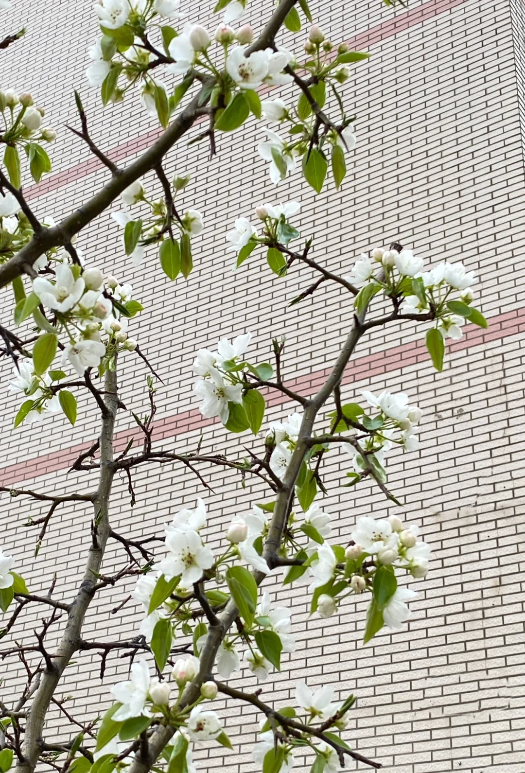 阳光在手指间