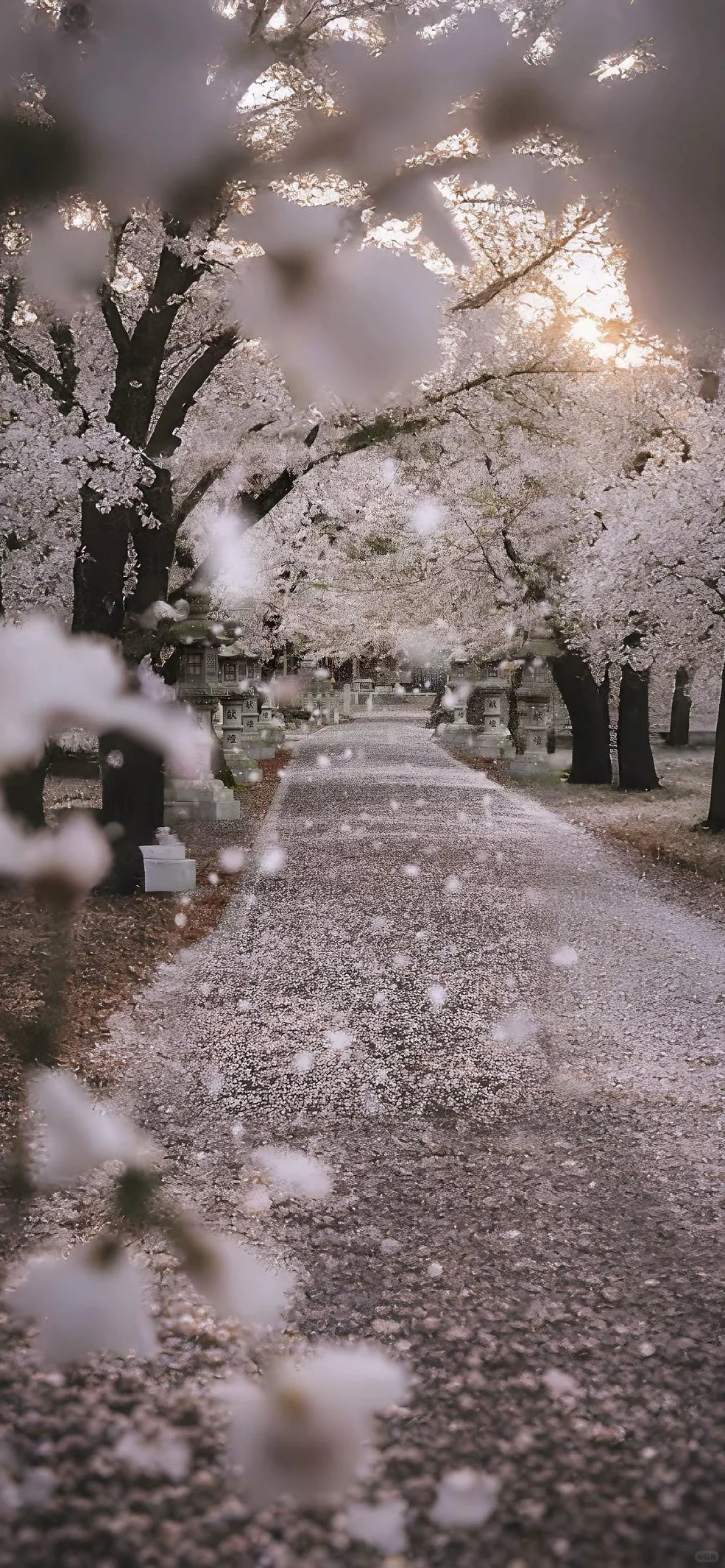 Sakura Ignition