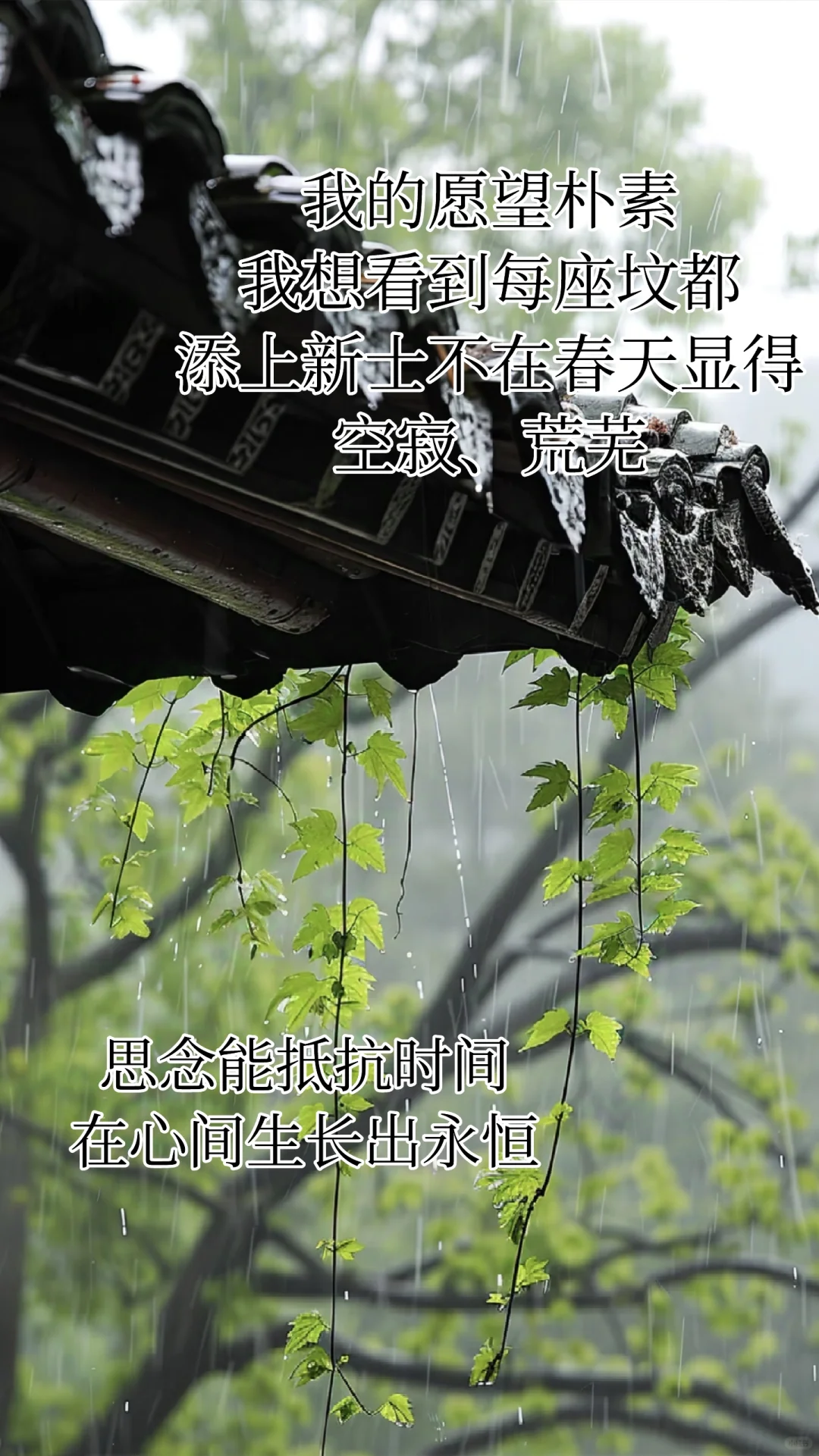 清明,是在心上开一朵思念的花旋