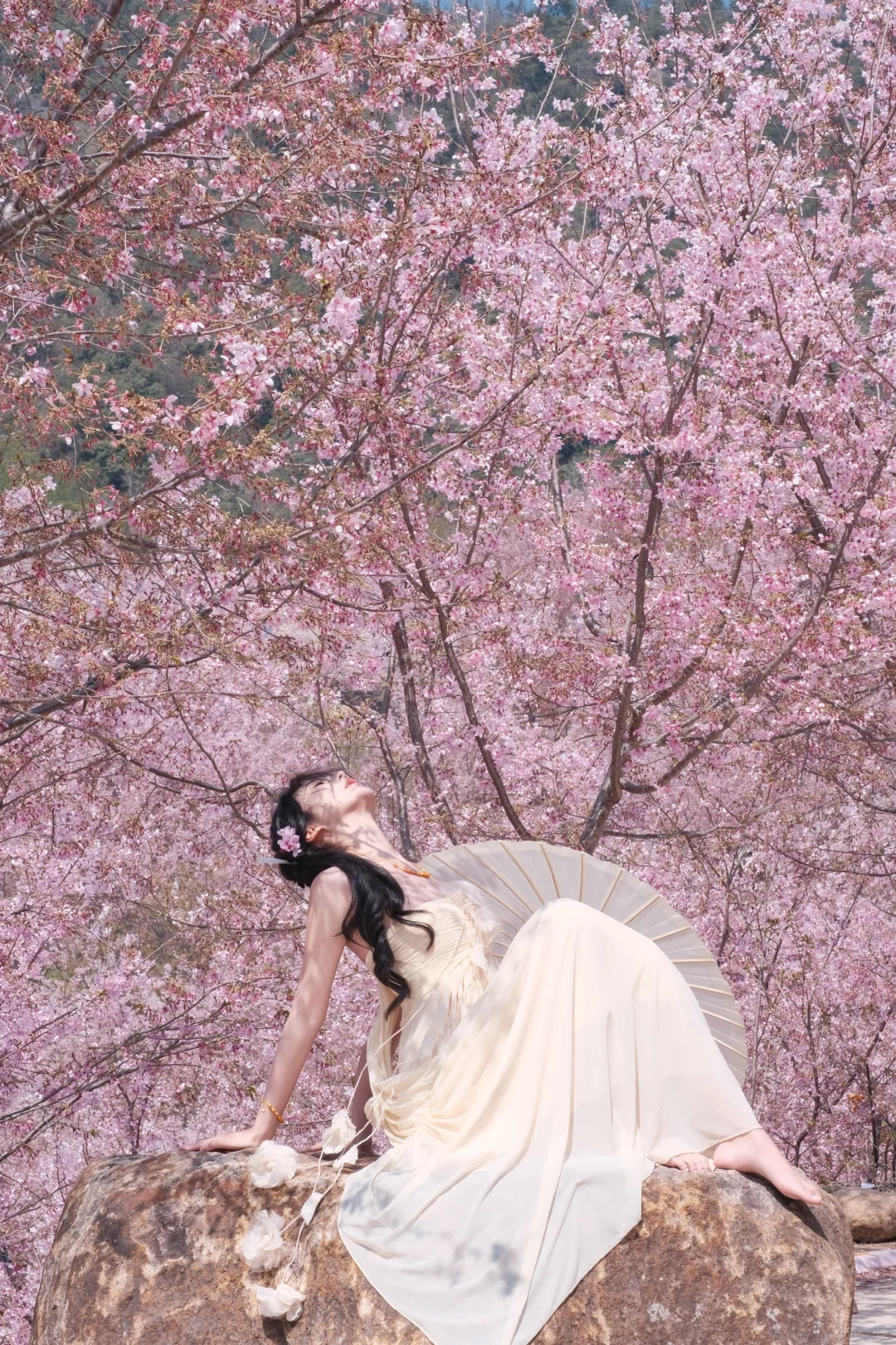 温州｜樱花·蓝天（附参数）