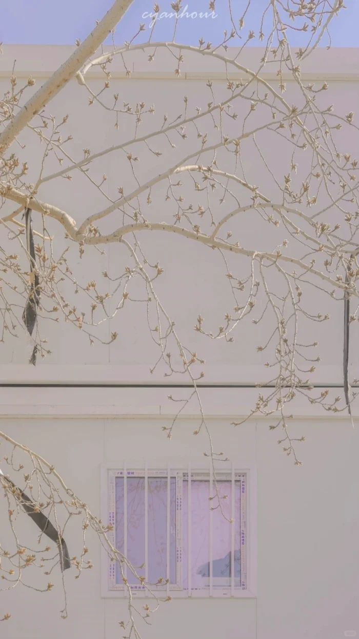 𝒲𝑒𝒸𝒽𝒶𝓉 | 𝒾𝓅𝒽𝑜𝓃𝑒景深壁纸