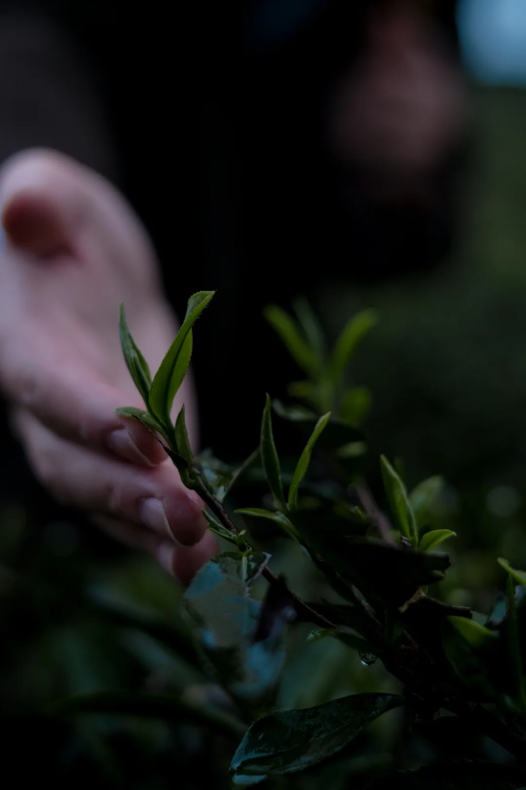 我在武夷山上春山 | 武夷山茶山
