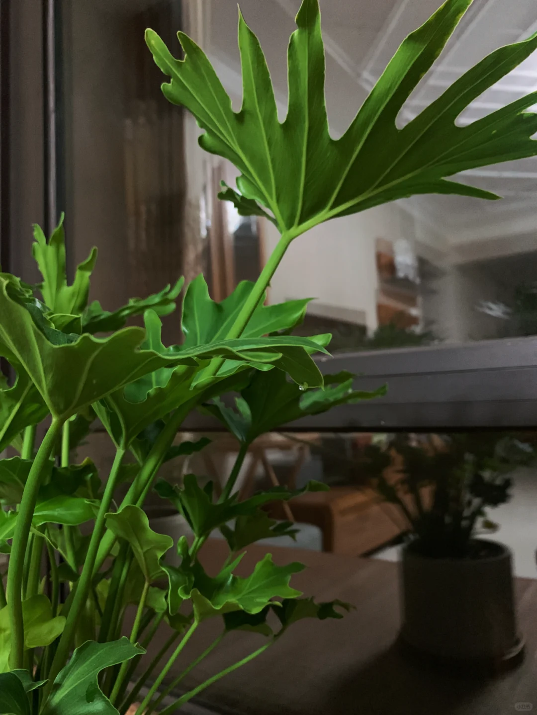 交换春天 | 窗外厦门的春光，看海潮渐渐退去