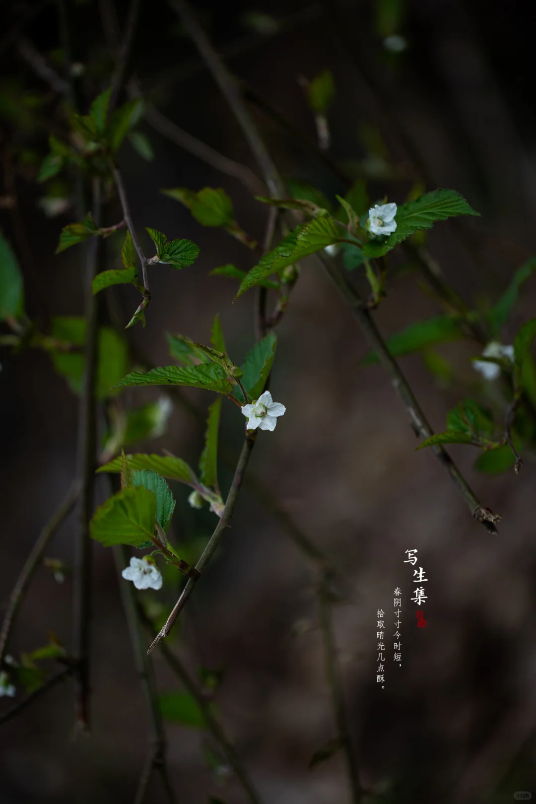 山莓花｜Rubus corchorifolius L. f.）
