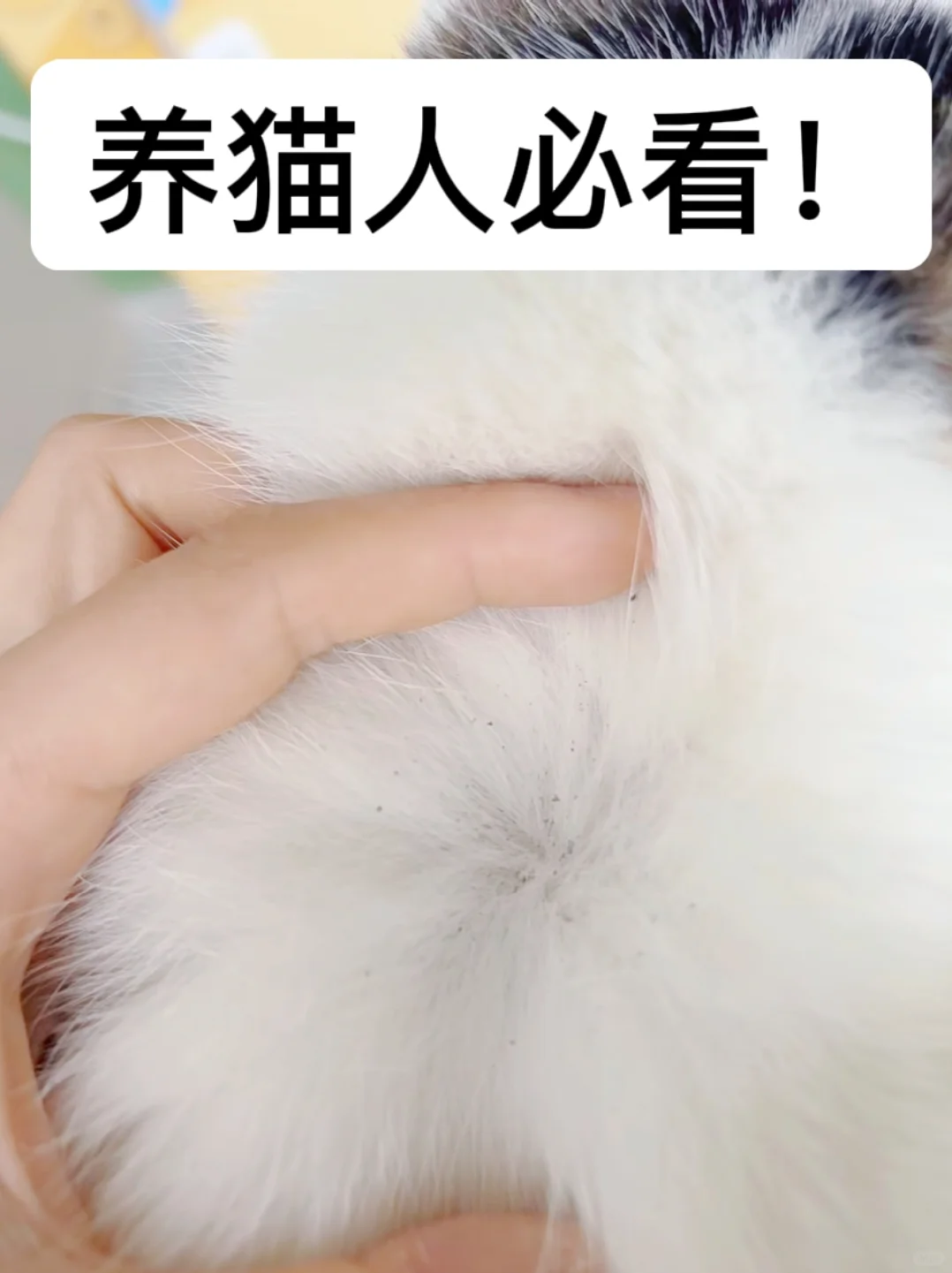 养猫人必看！除跳蚤这几个点一定注意！