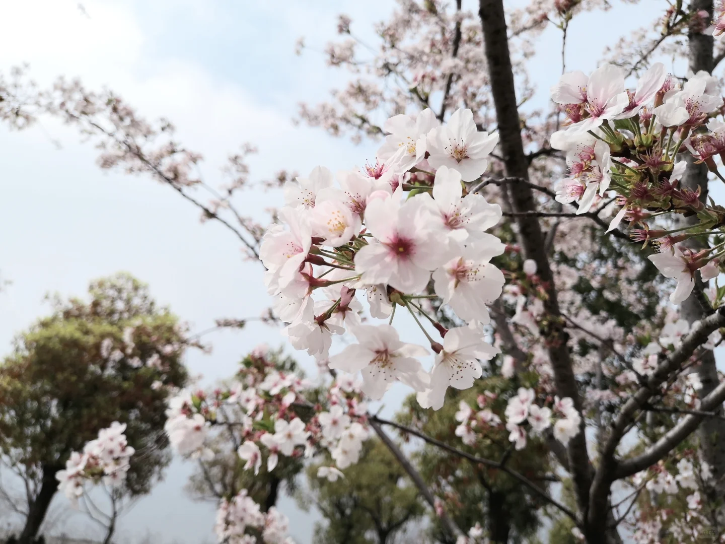 haru和樱花🌸