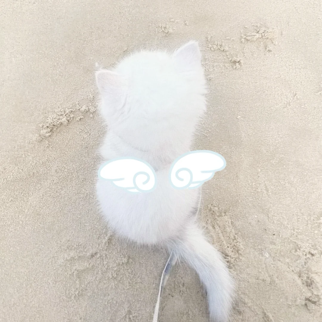 天使小猫