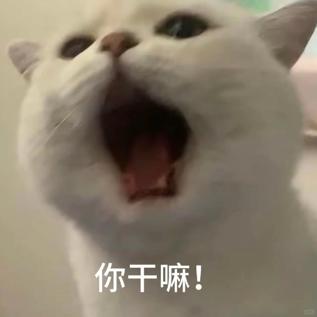 甜甜的猫系恋爱表情包，情侣恋爱必备🐱