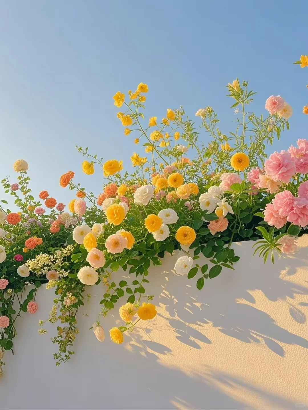 鲜花壁纸
