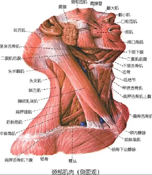 芭蕾五年以上的女孩都有一条美丽的脖子